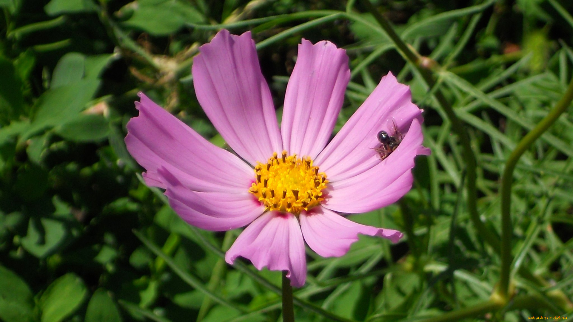 цветы, космея