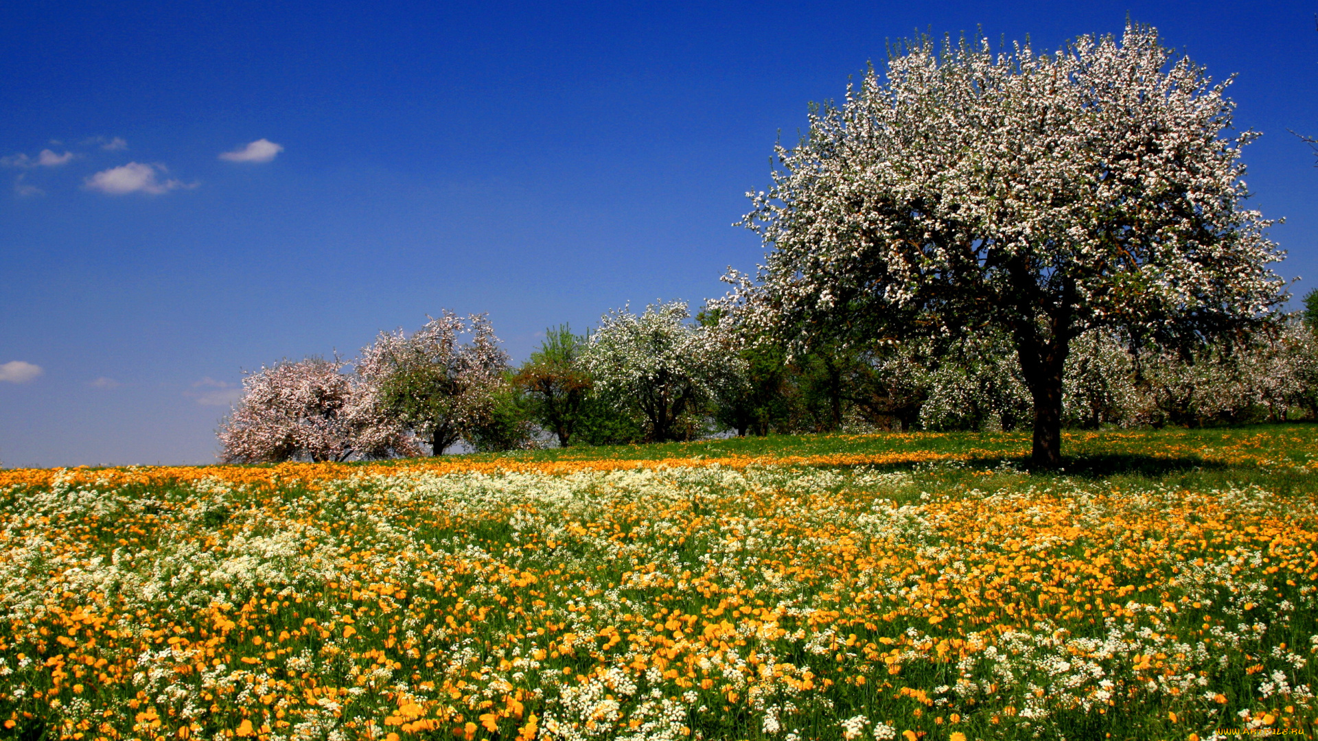 цветы, луговые, полевые