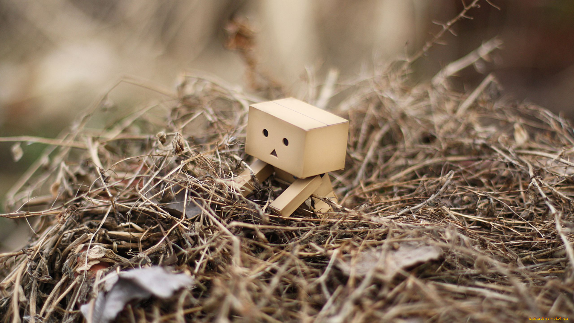 разное, данбо, danboard