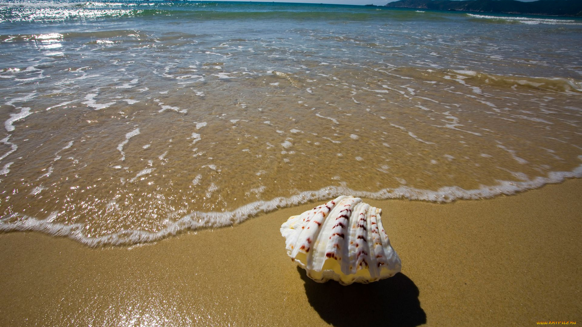 разное, ракушки, кораллы, декоративные, spa, камни, песок, волны, ракушка