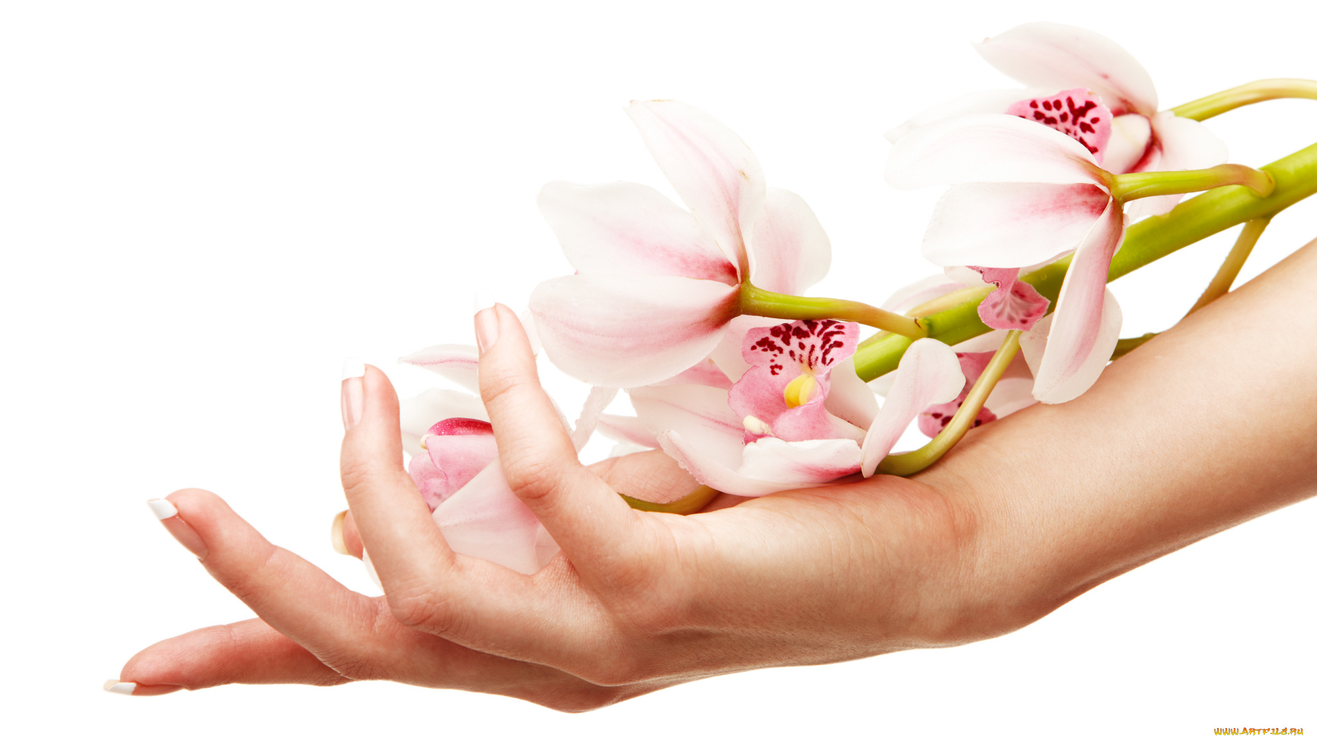 разное, руки, цветы, орхидеи