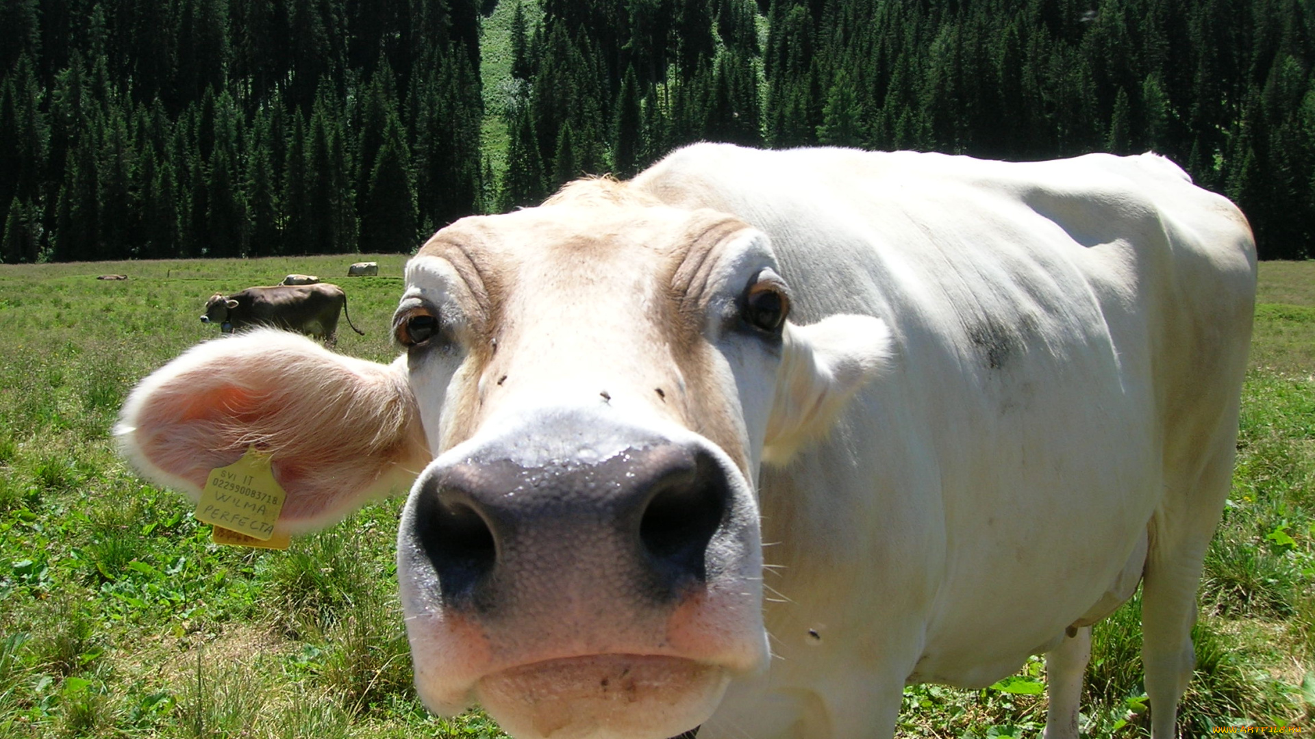 vacca, annusatrice, животные, коровы, буйволы, корова, морда, любопытство