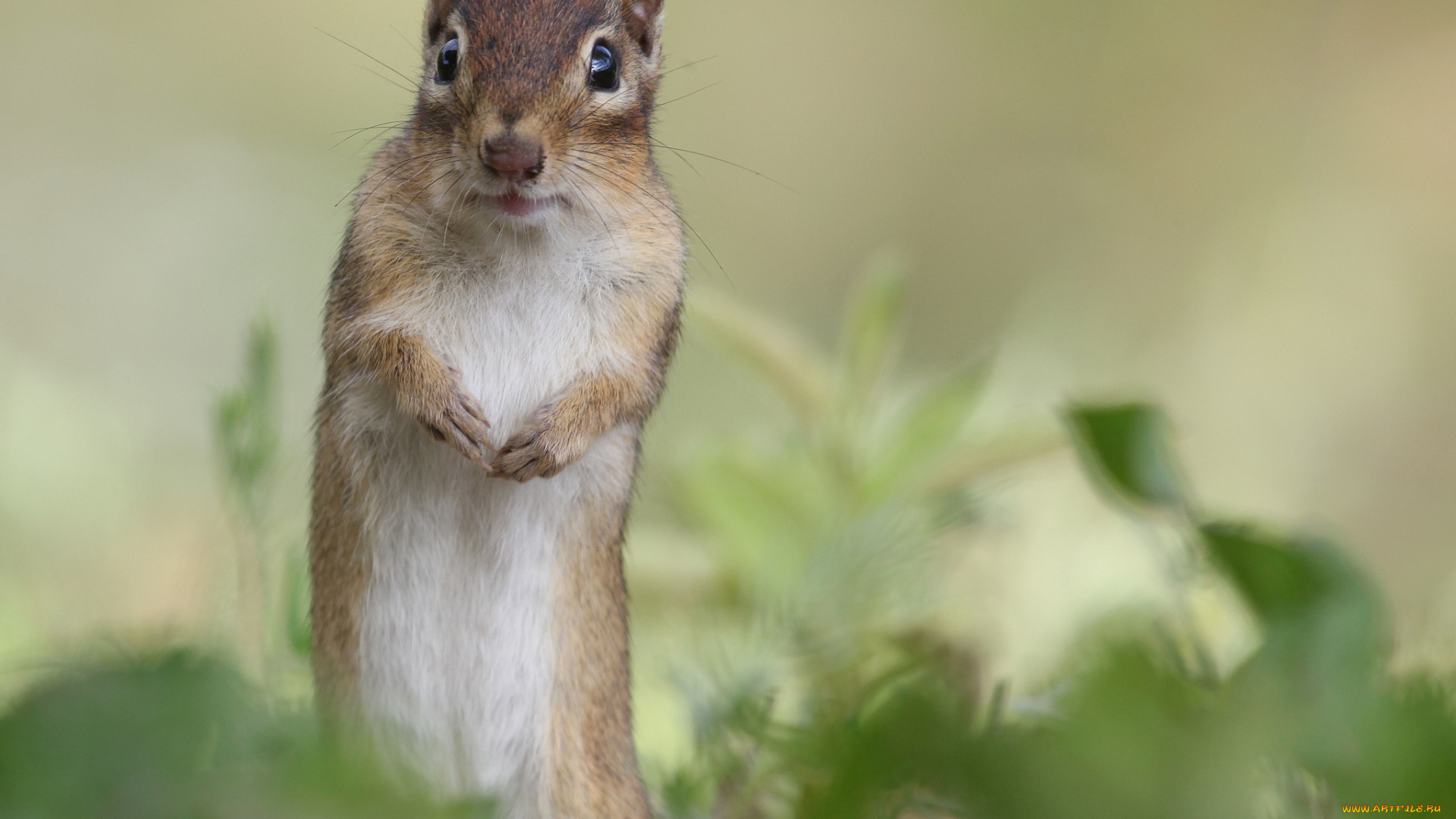 животные, белки, бельчонок