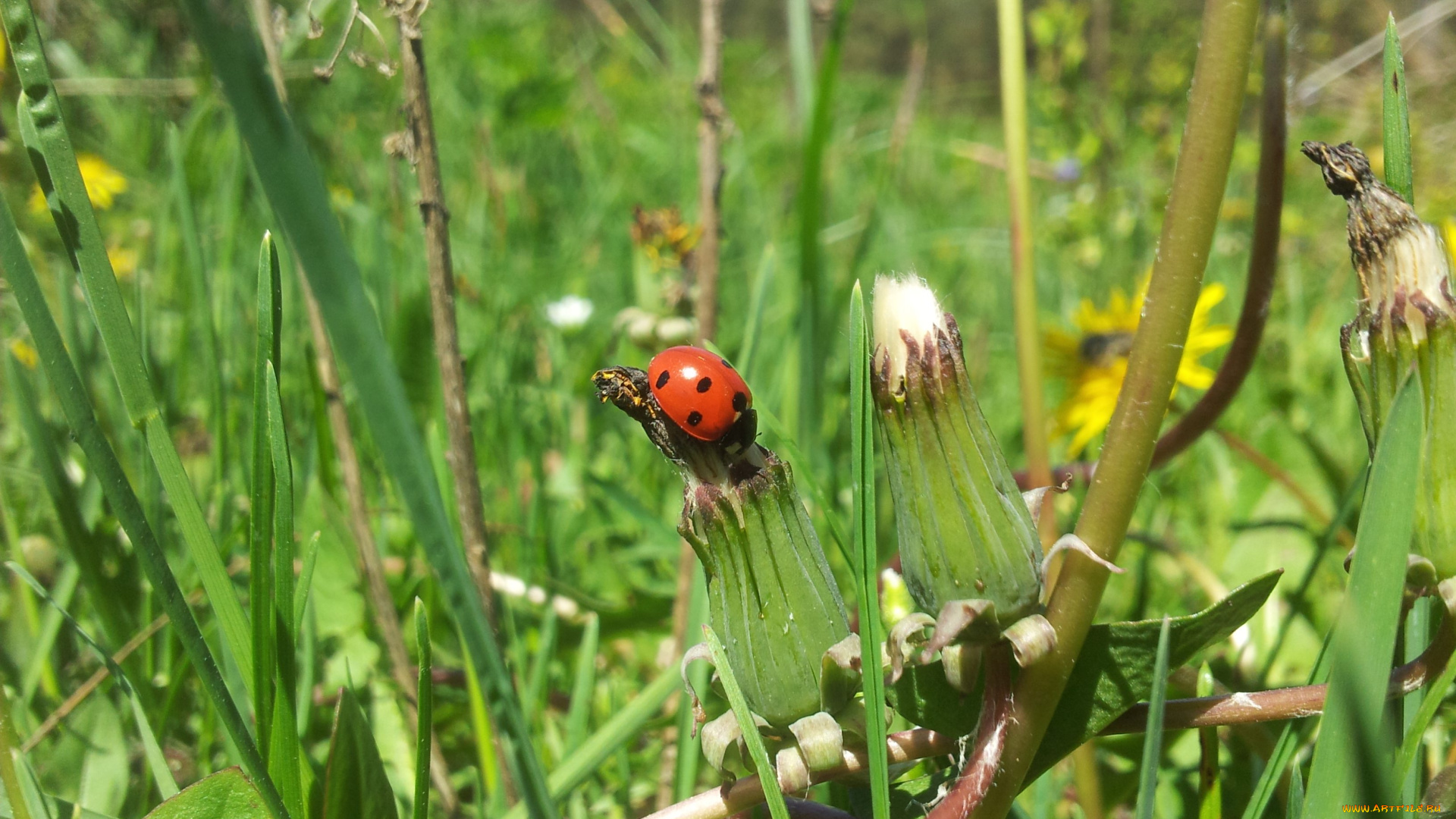 животные, божьи, коровки, божья, коровка