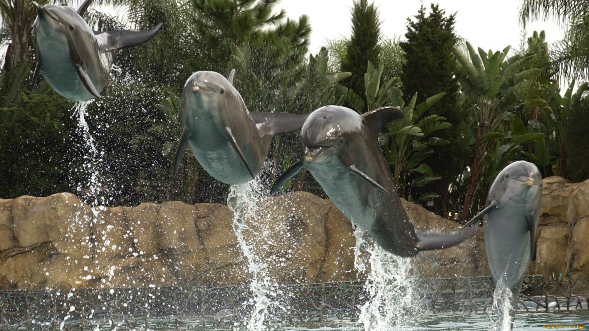 животные, дельфины, прыжок