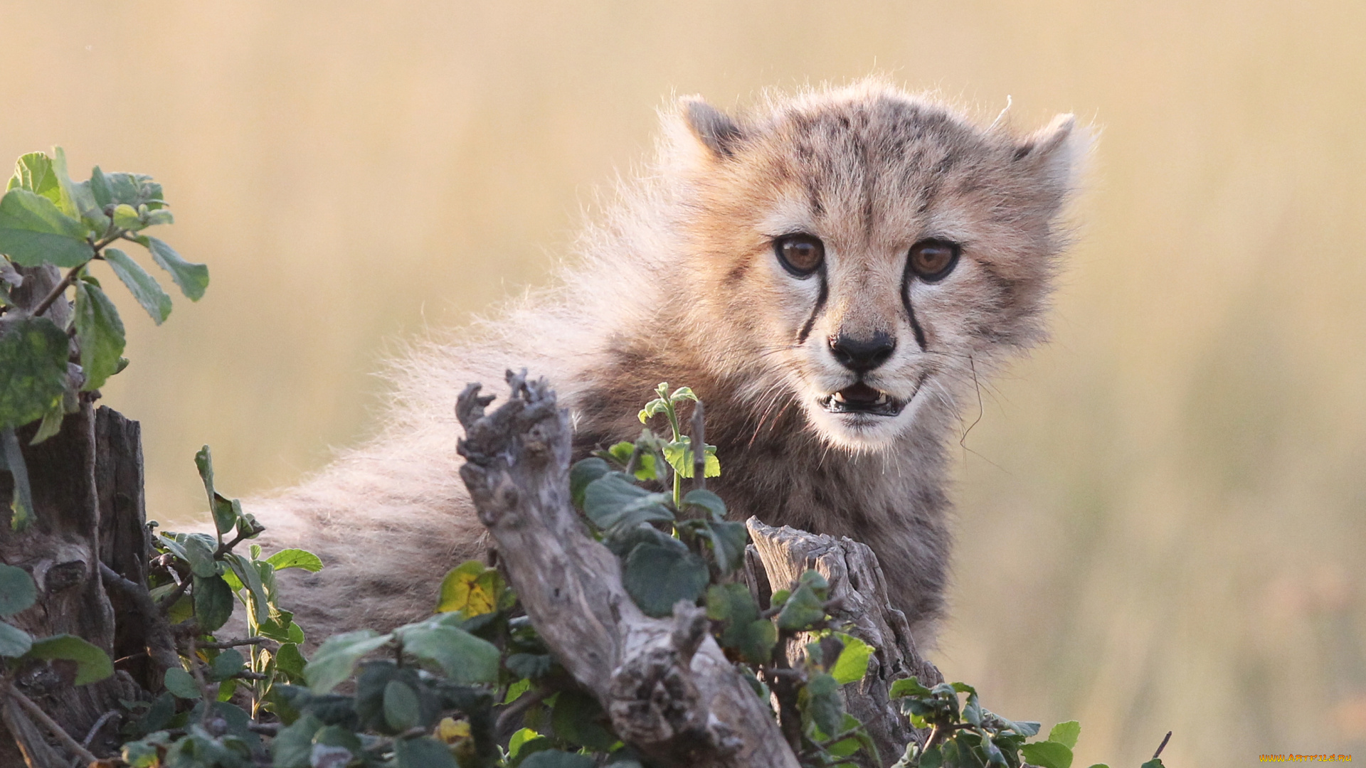 животные, гепарды, хищник, кошка, детёныш