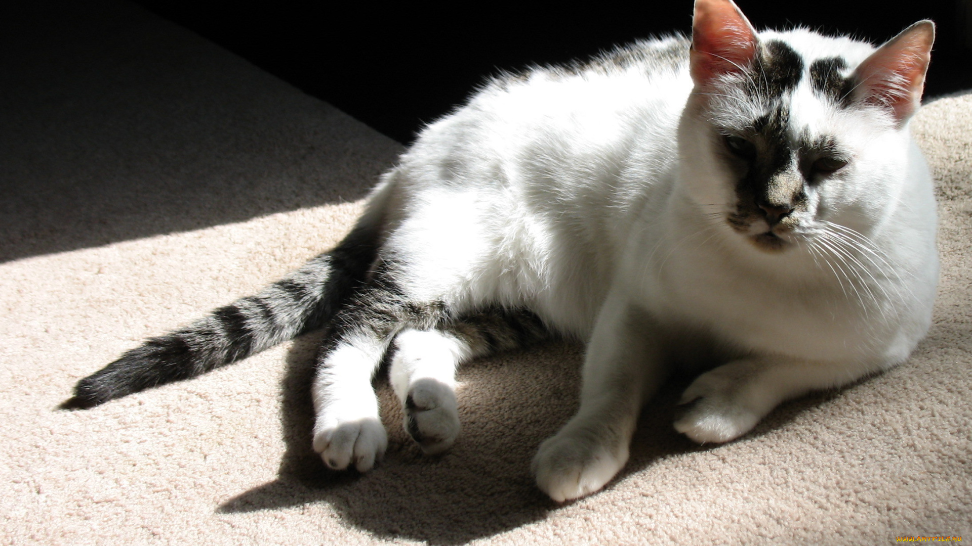 животные, коты, кот