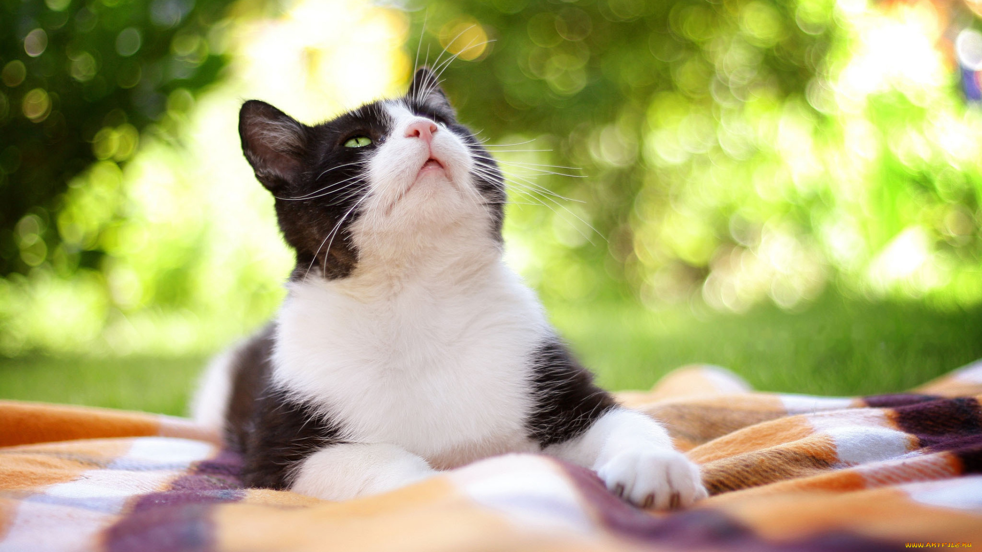 животные, коты, котэ