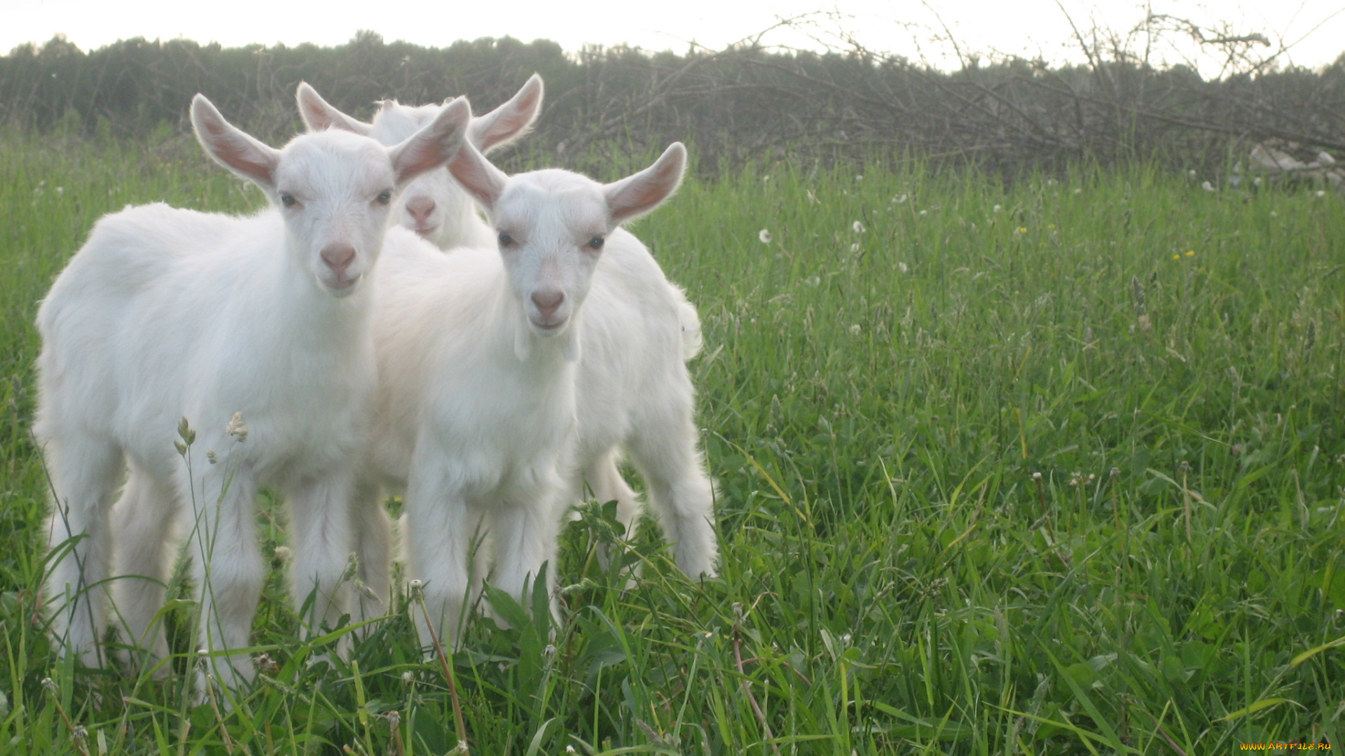 животные, козы, трава, козлята
