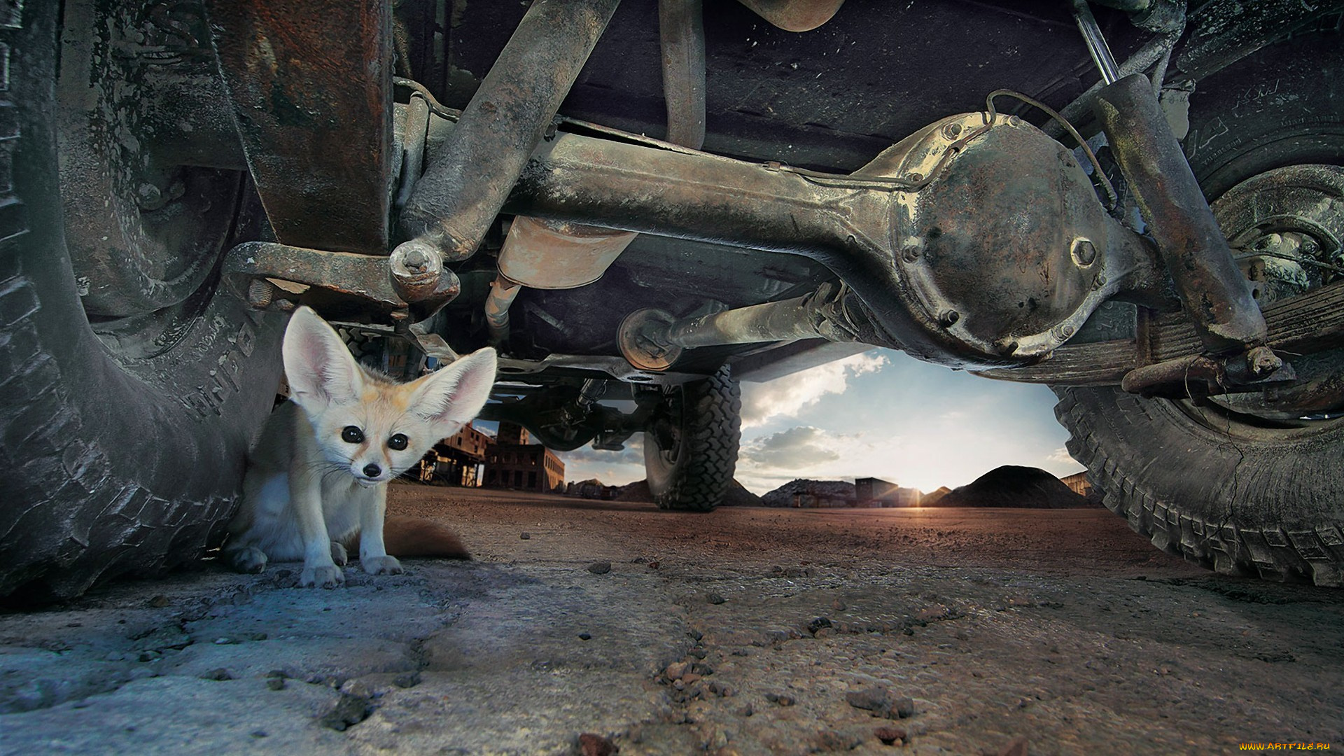 животные, лисы, фенек