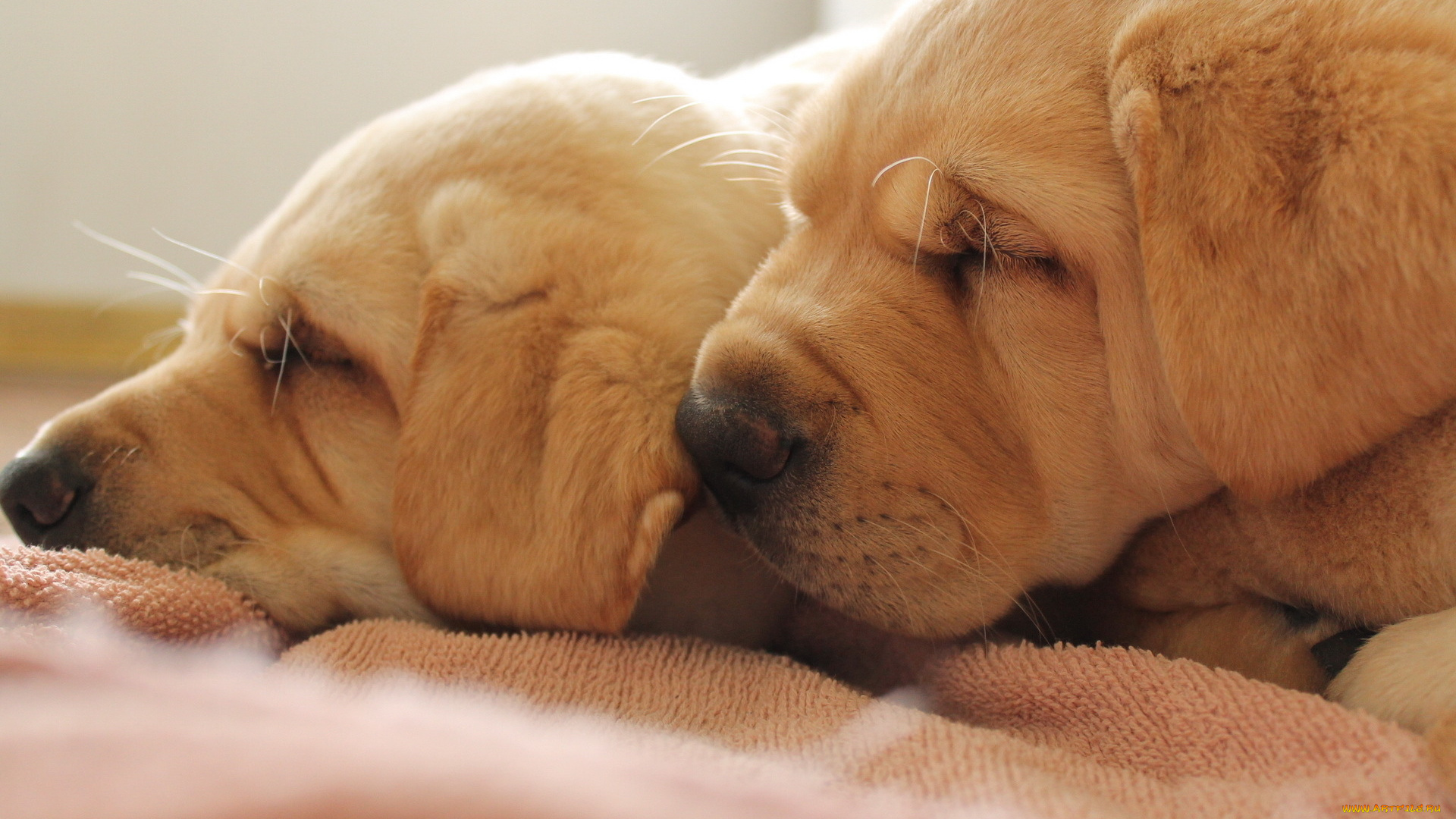 животные, собаки, щенки