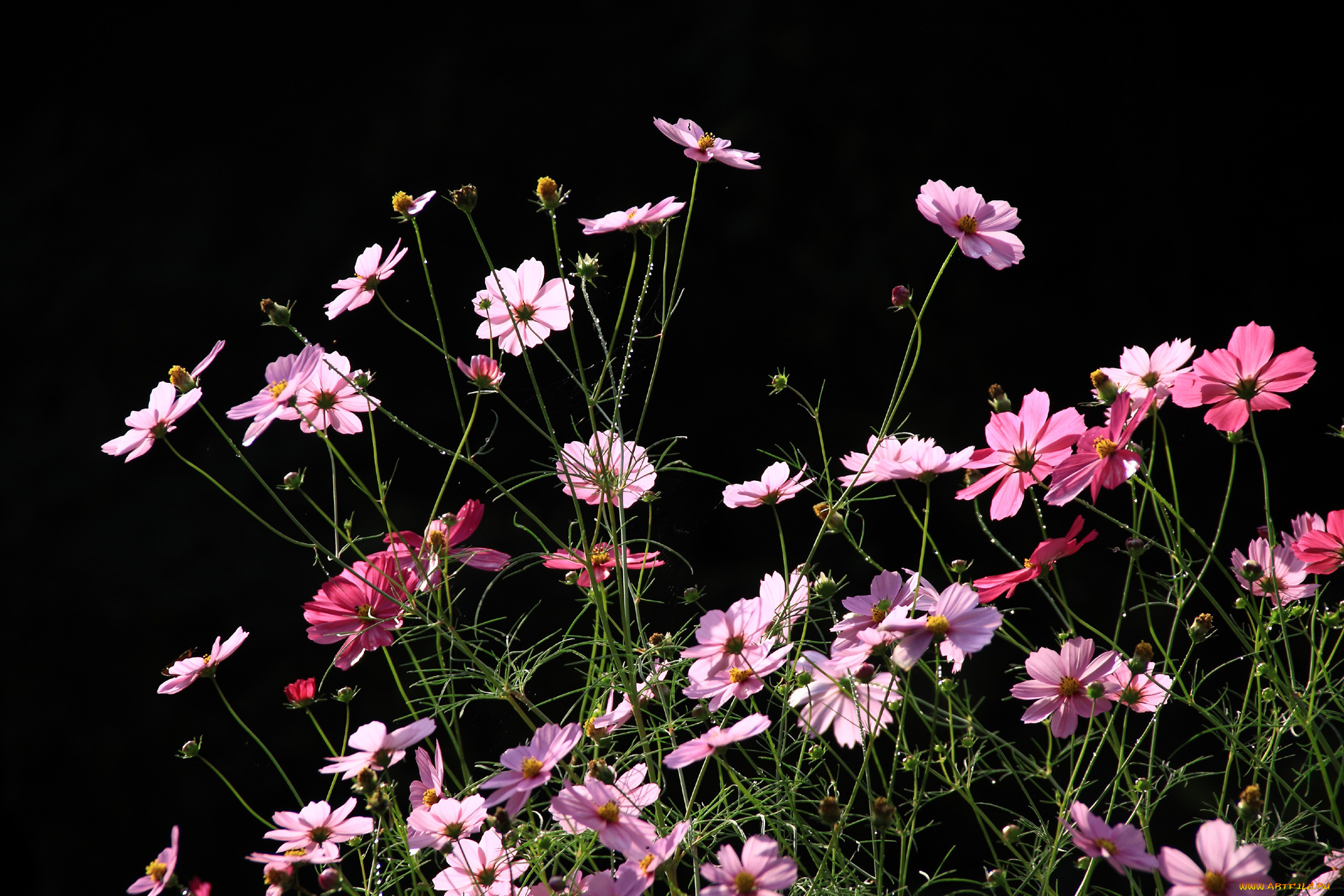 цветы, космея