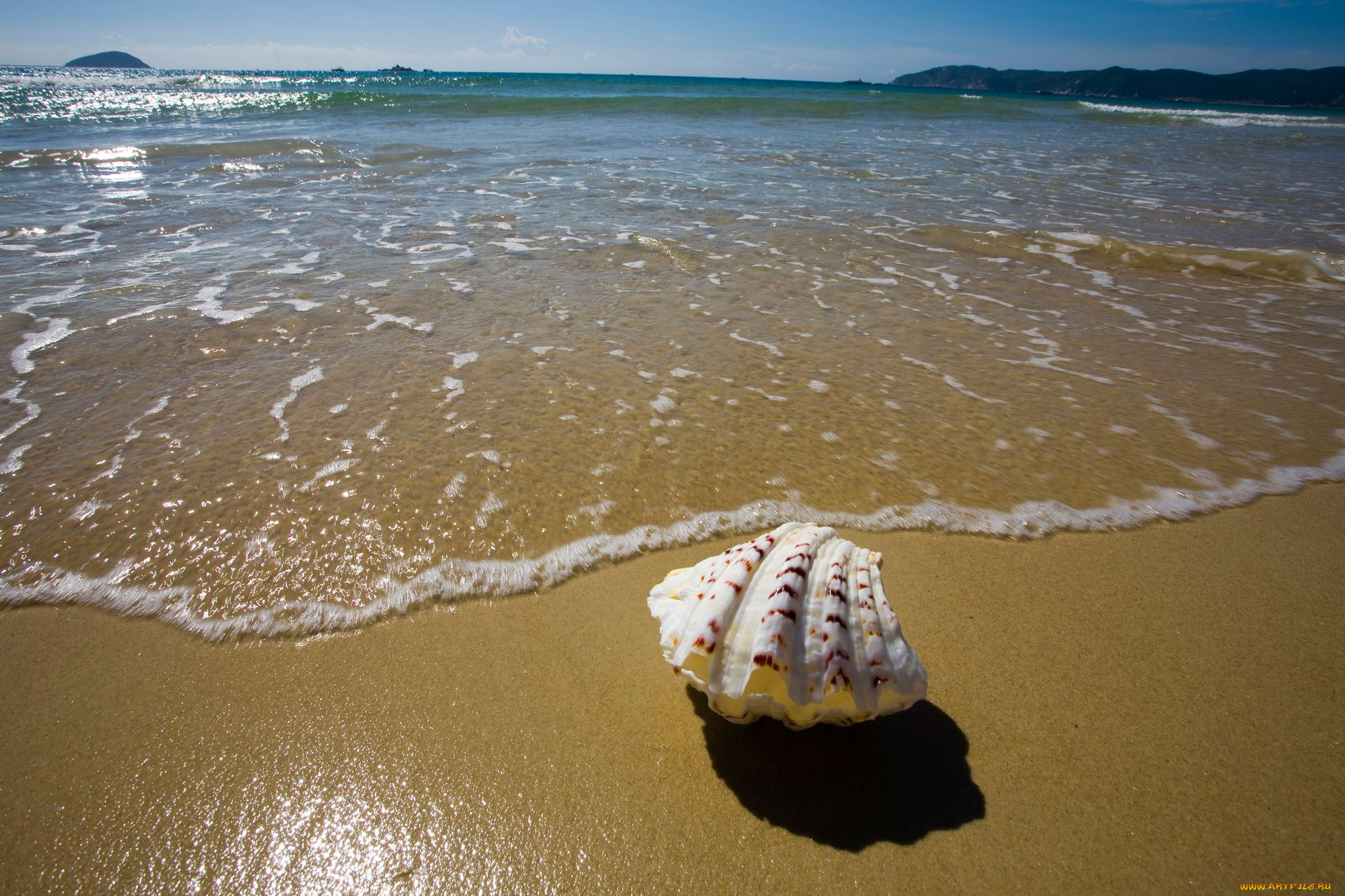 разное, ракушки, кораллы, декоративные, spa, камни, песок, волны, ракушка