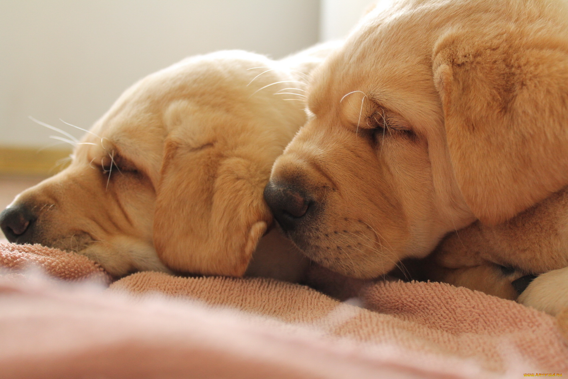 животные, собаки, щенки