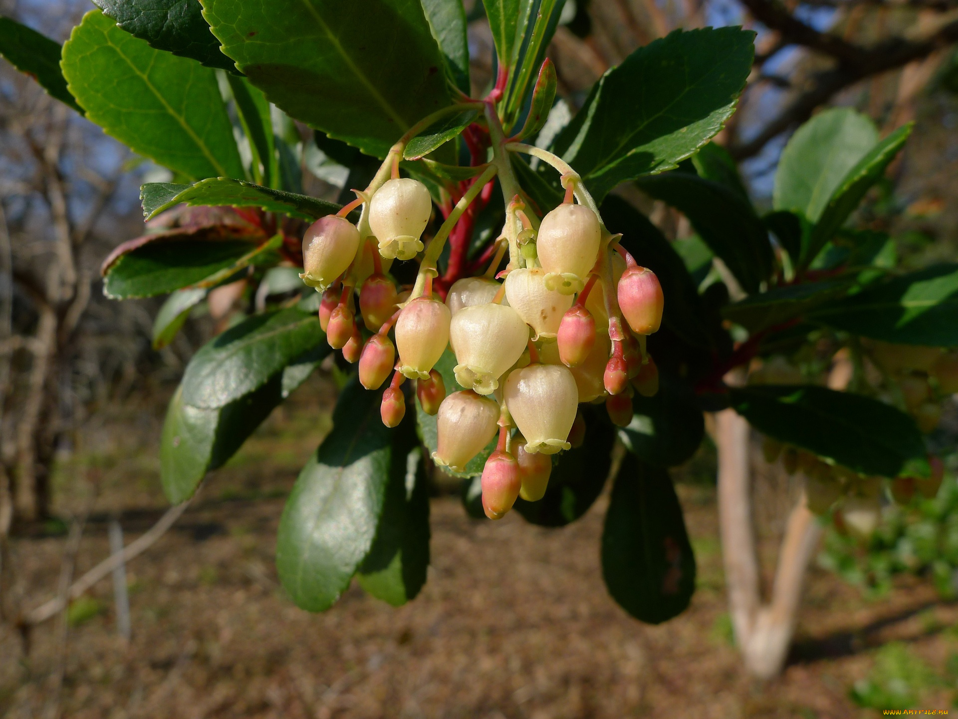 цветы, цветущие, деревья, кустарники, ветка