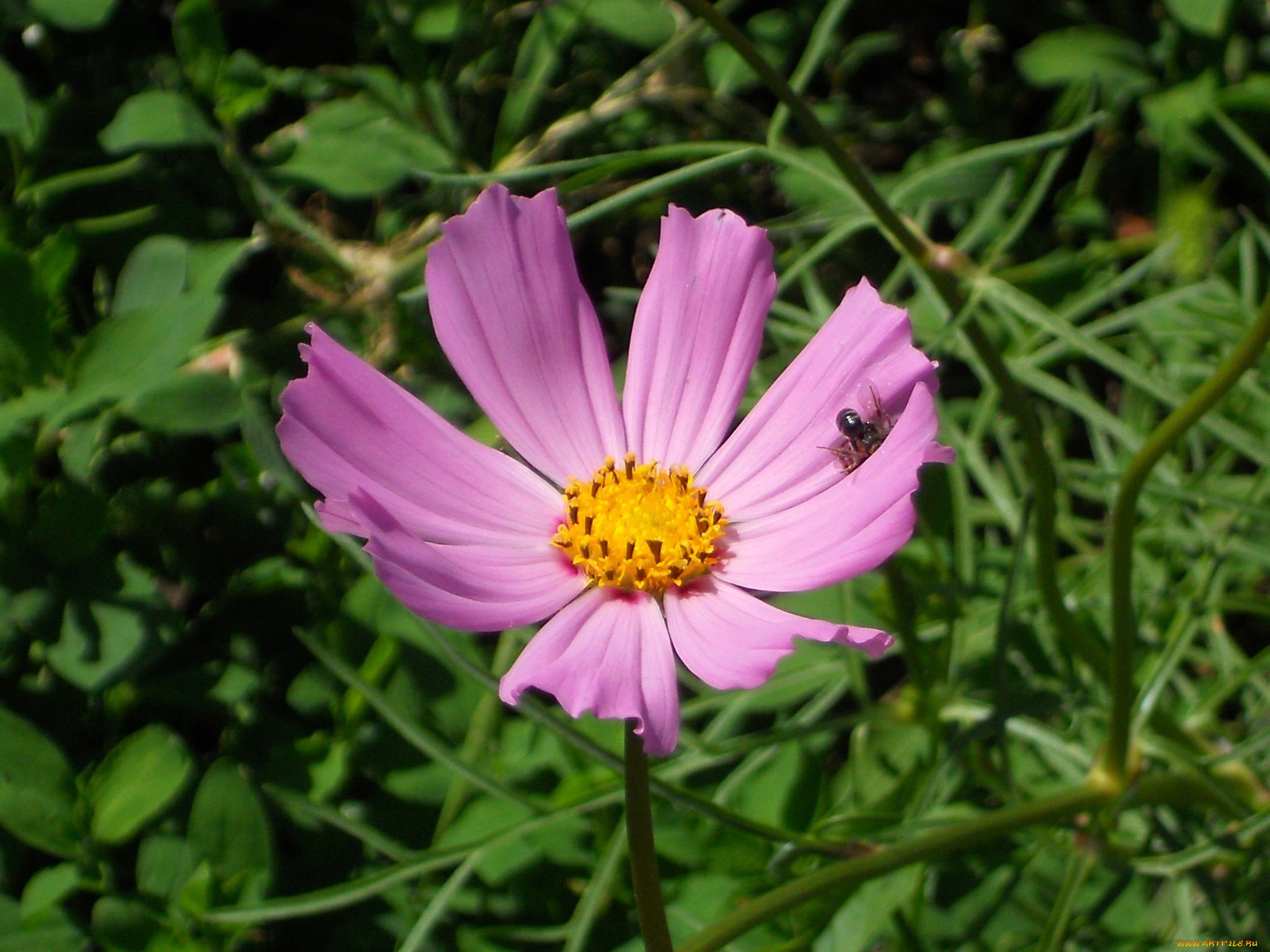 цветы, космея