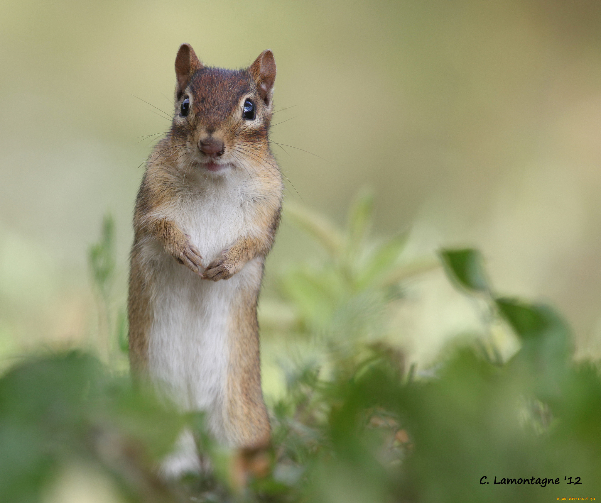 животные, белки, бельчонок