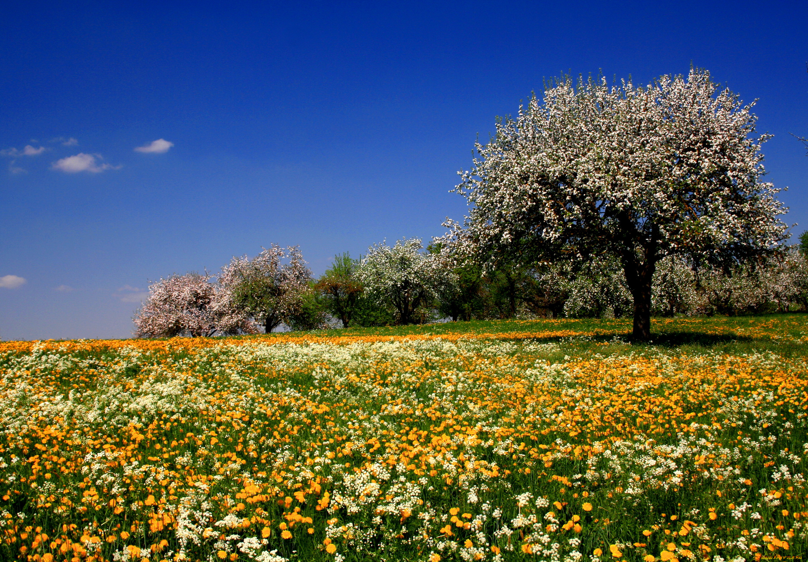 цветы, луговые, полевые