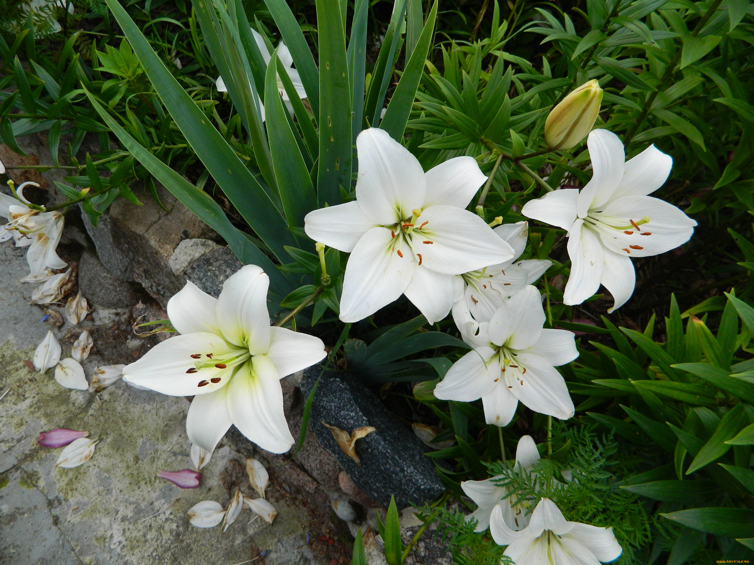 цветы, лилии, лилейники