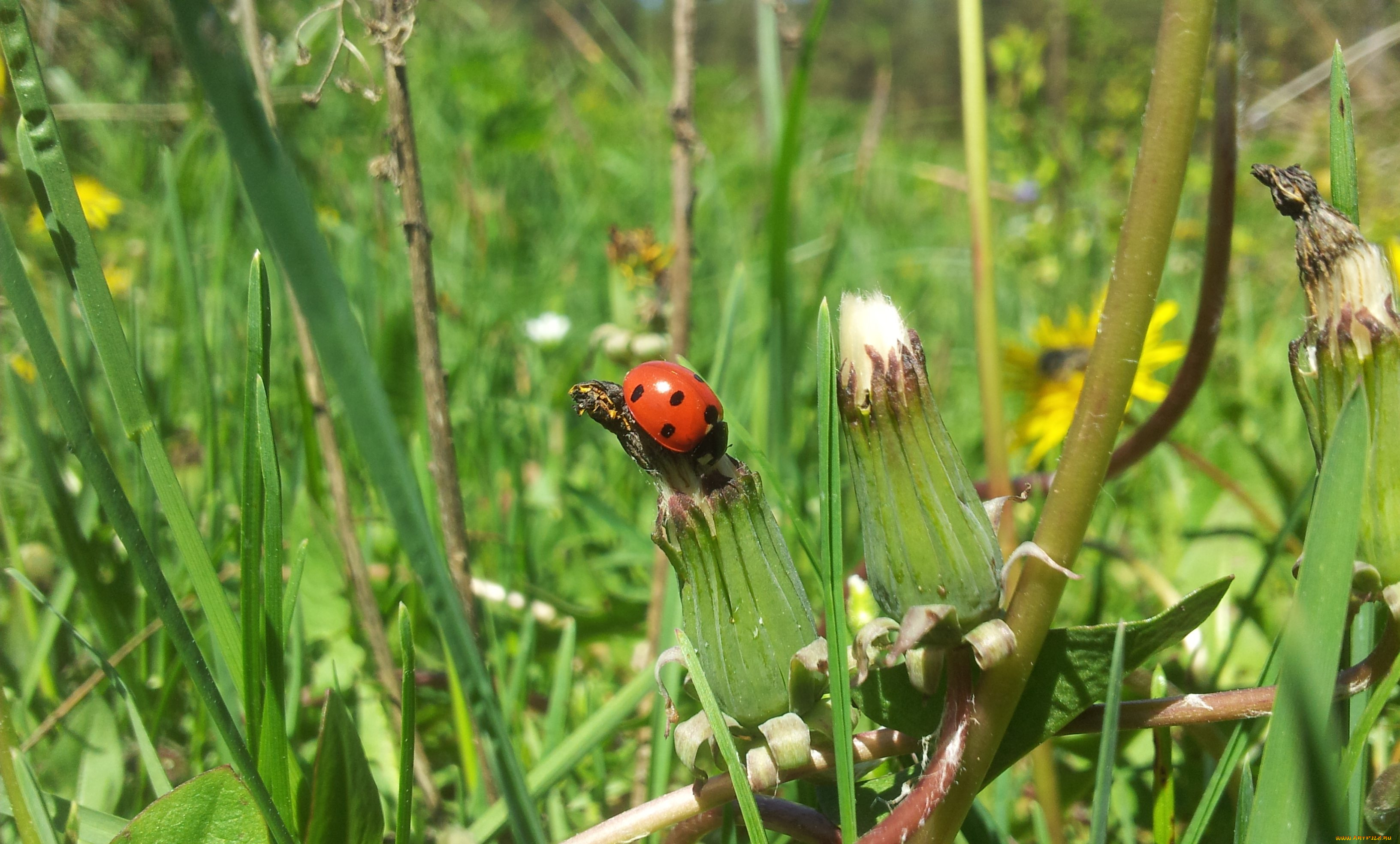 животные, божьи, коровки, божья, коровка