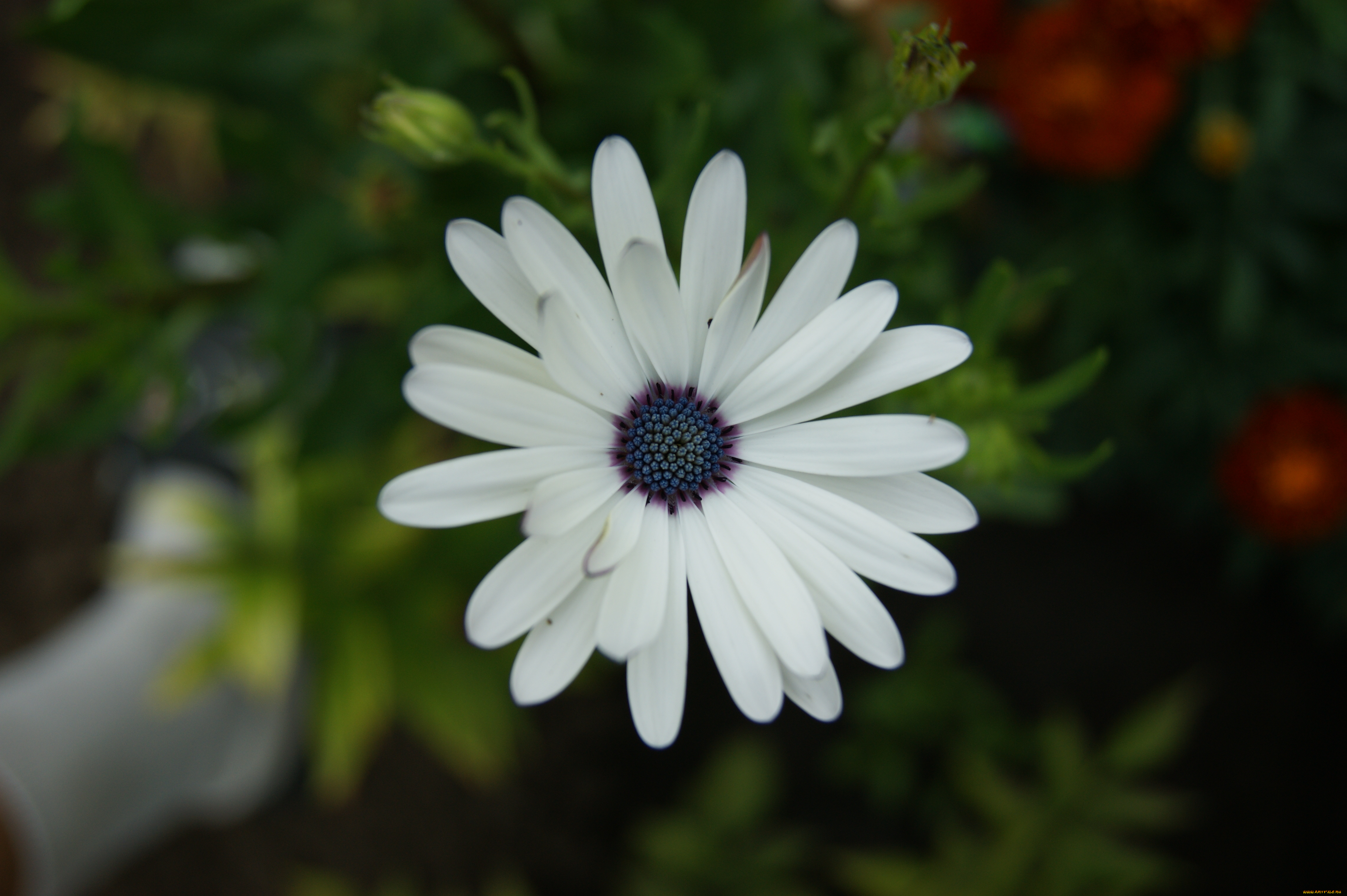 цветы, диморфотеки, зеленый, фон, цветок