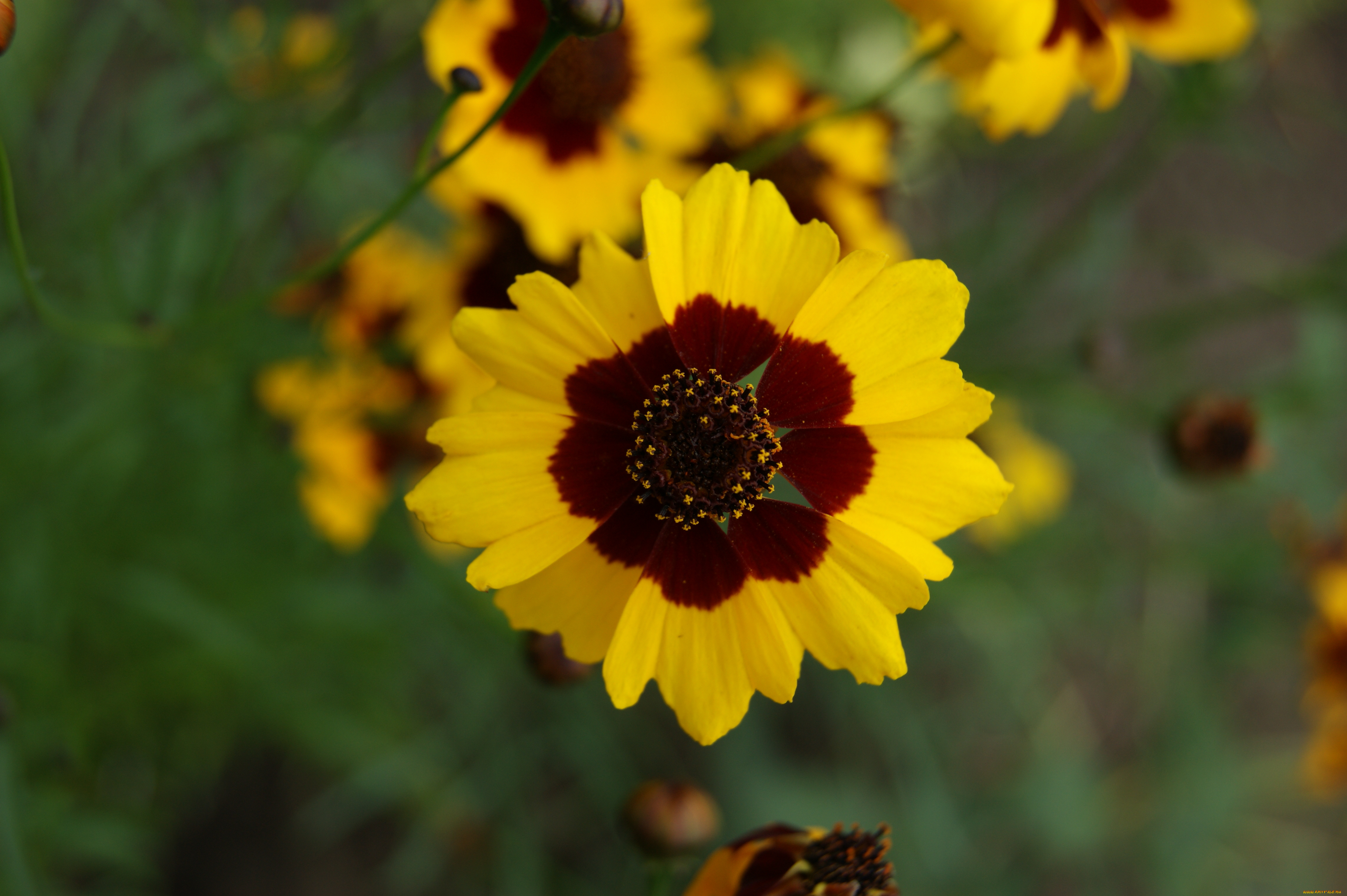 цветы, гайлардии, гелениумы, цветок, зеленый, фон