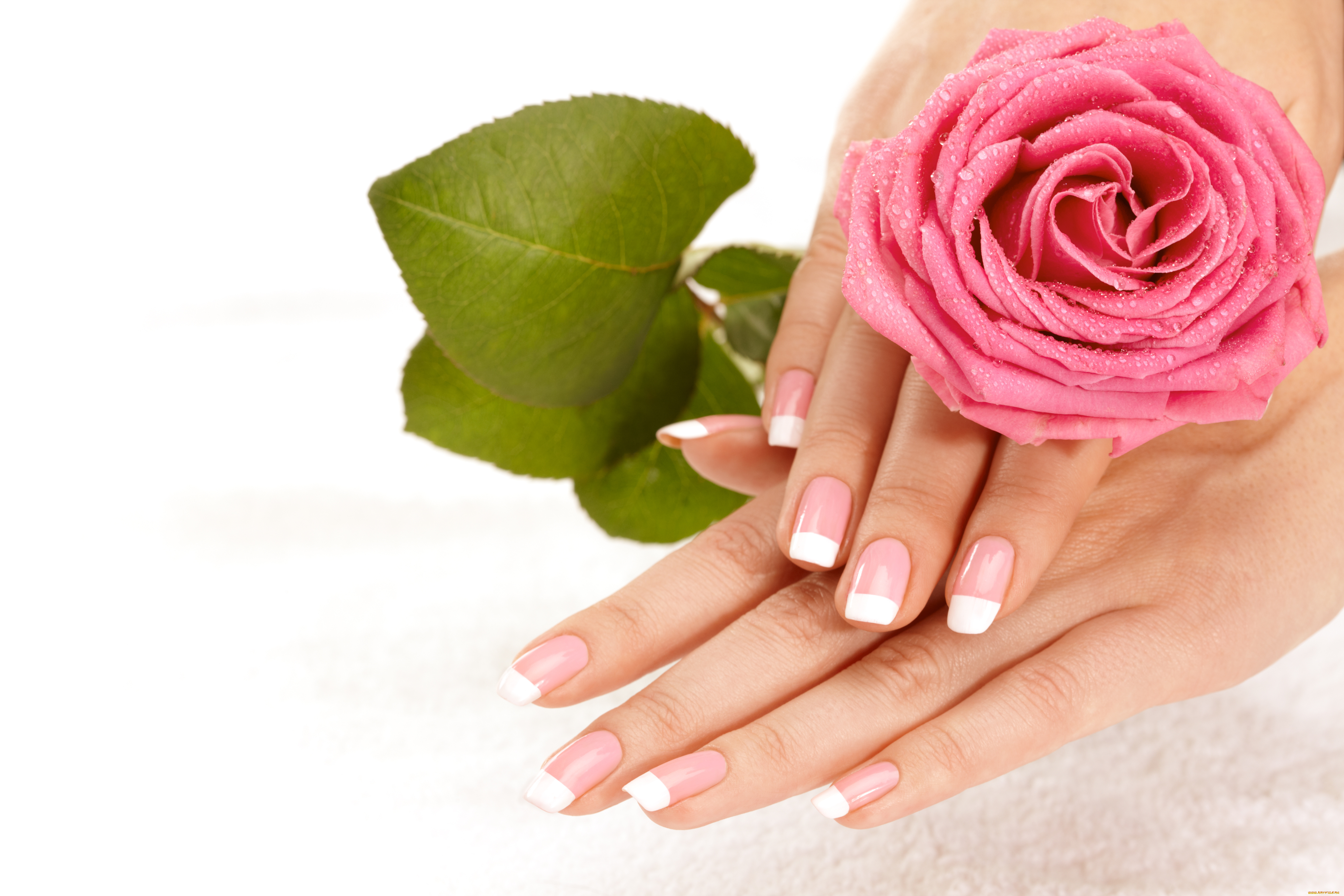 разное, руки, роза
