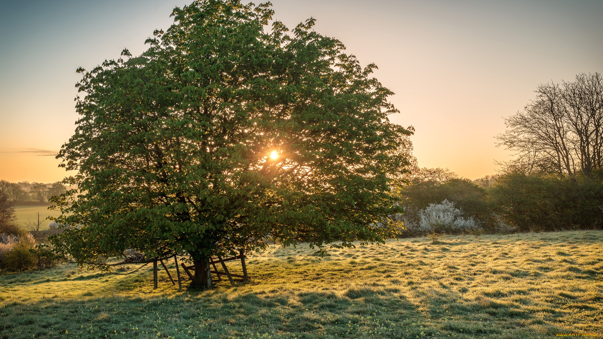 природа, деревья, солнце