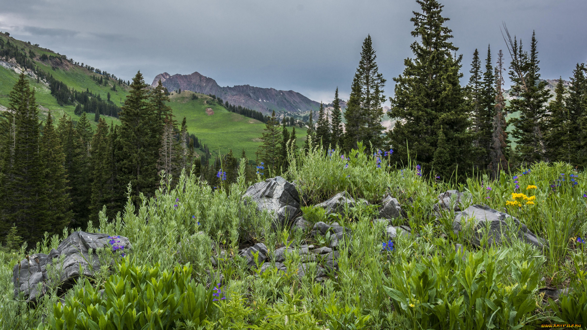 природа, горы, лес, трава