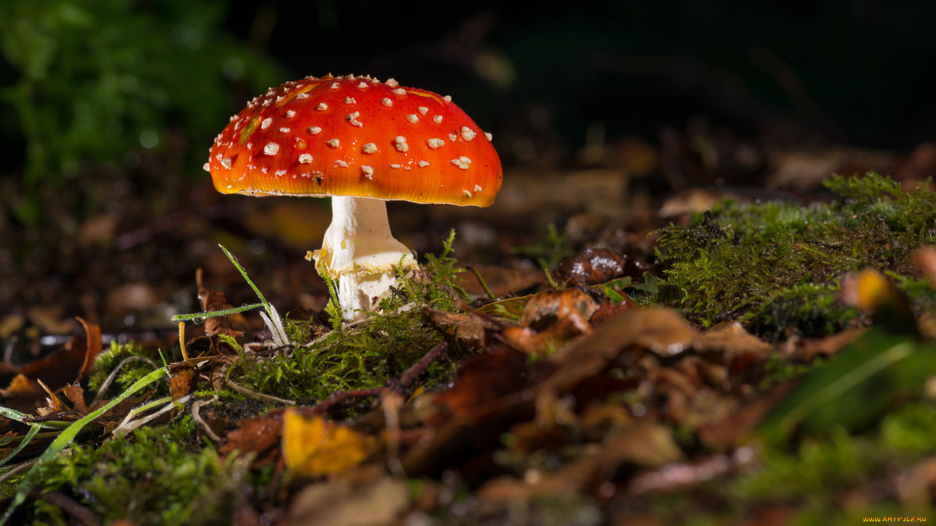 природа, грибы, , мухомор, листья, мох, трава