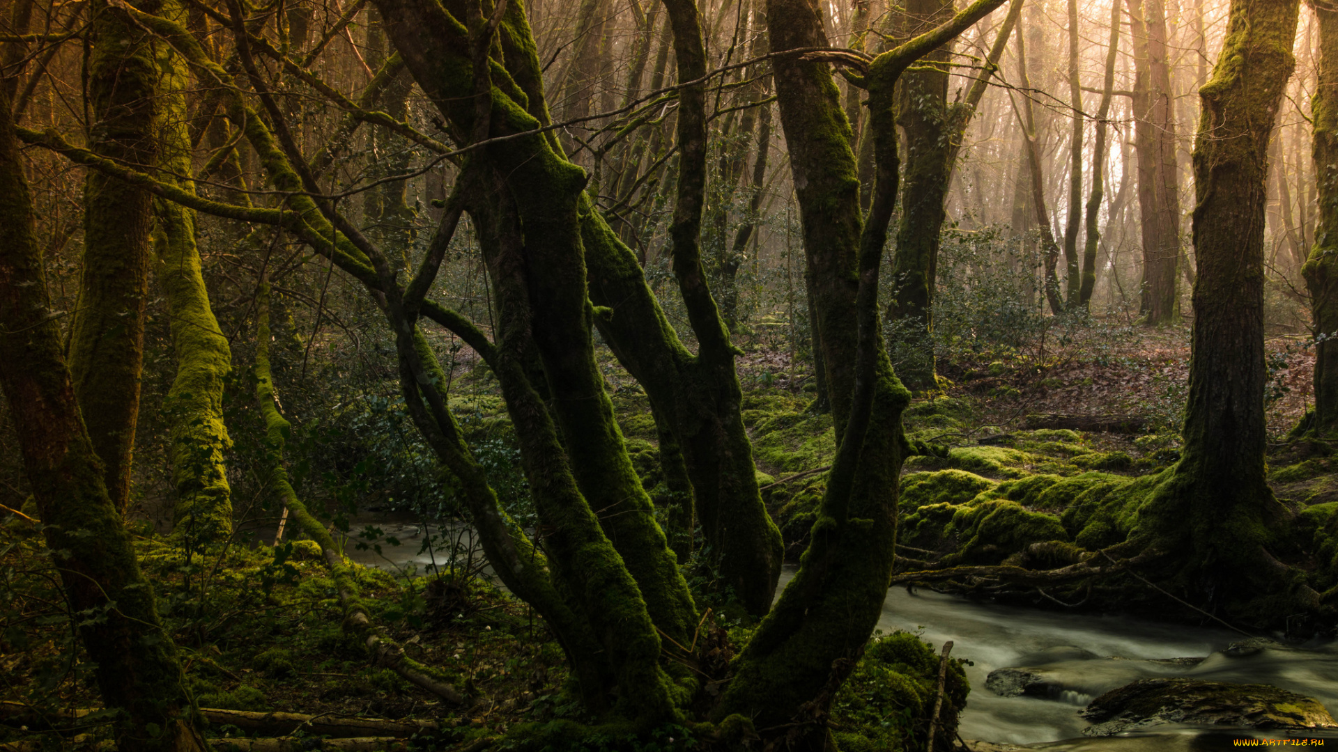 природа, лес, деревья, мох, ручей