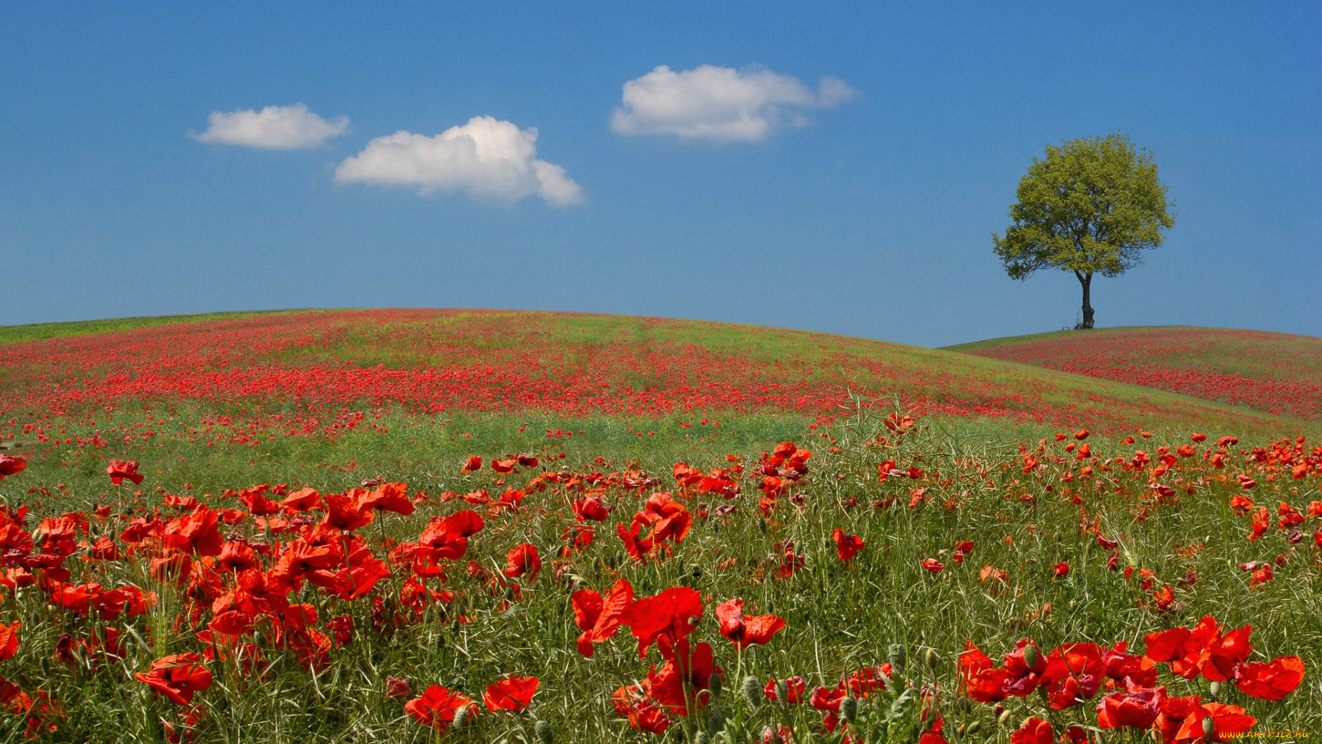 природа, луга, маки, небо, дерево