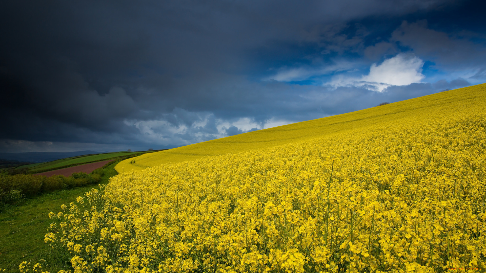 природа, поля, поле, цветы, тучи