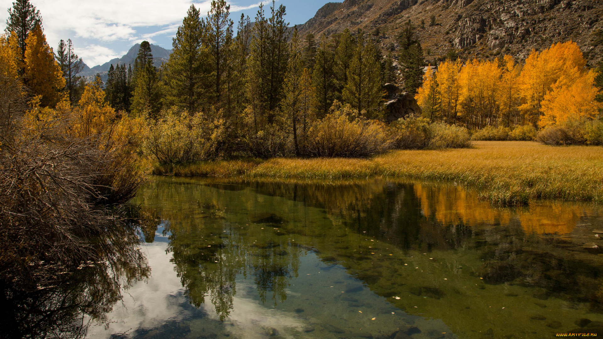 природа, реки, озера, лес, река