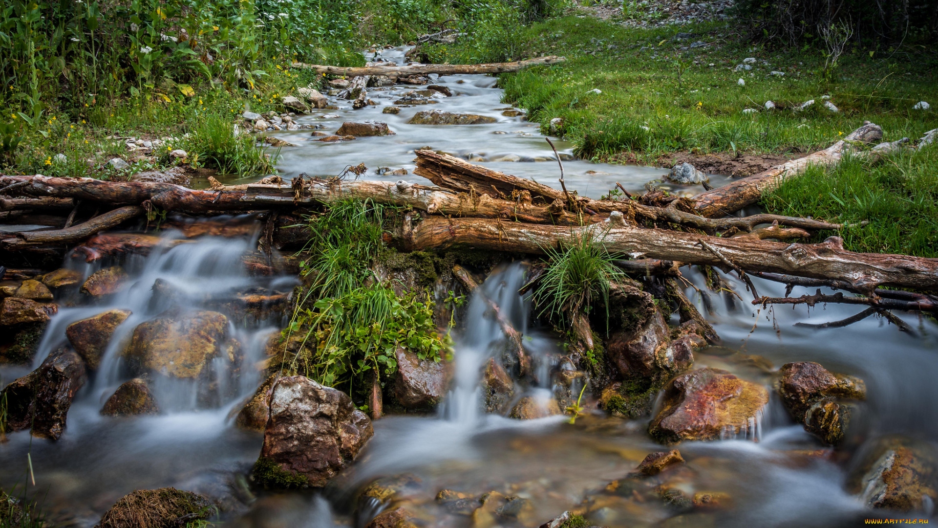 природа, реки, озера, лес, река