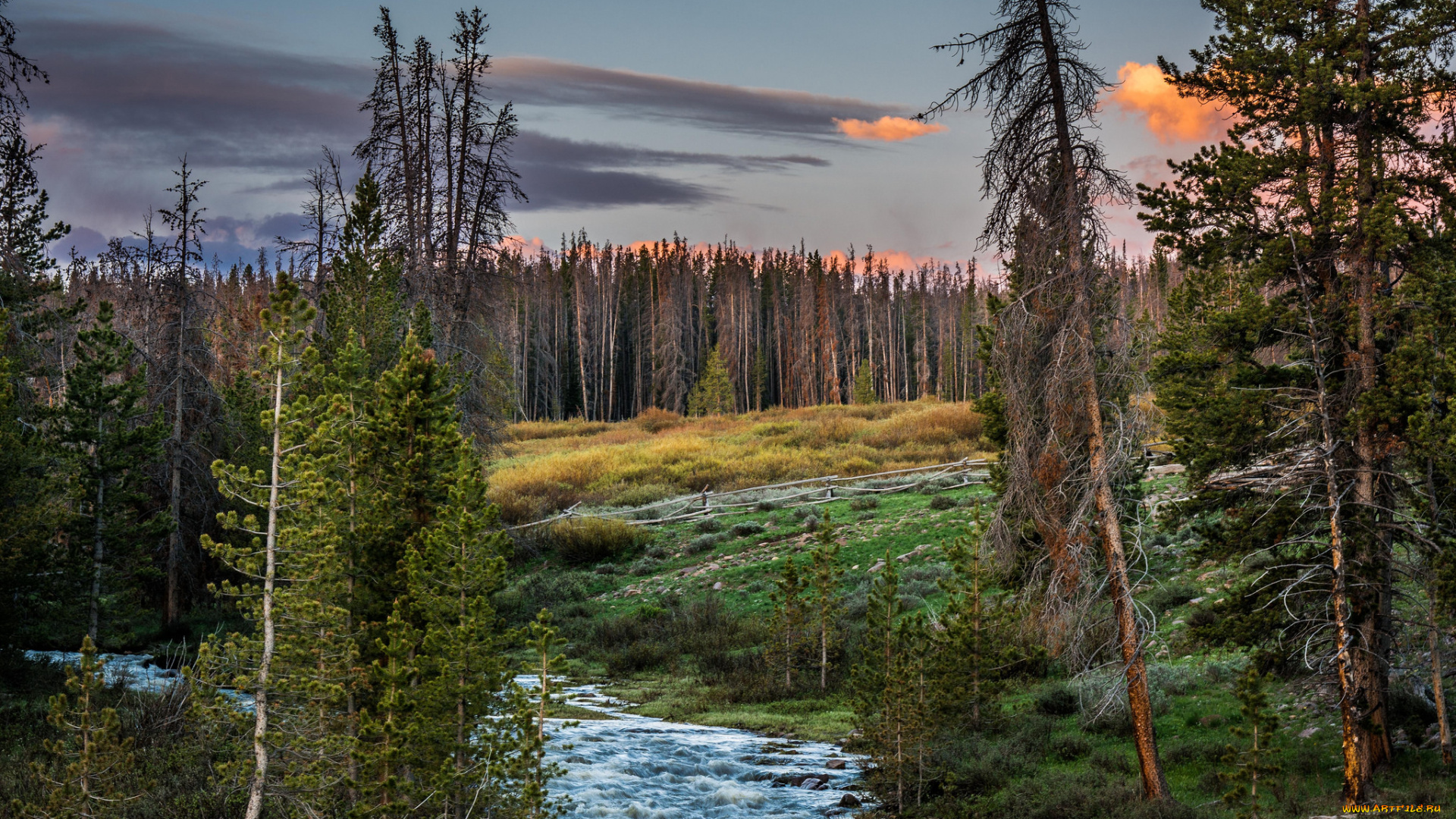 природа, реки, озера, лес, река