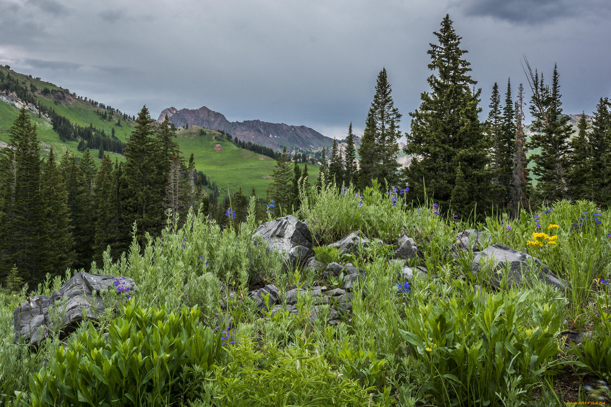 природа, горы, лес, трава