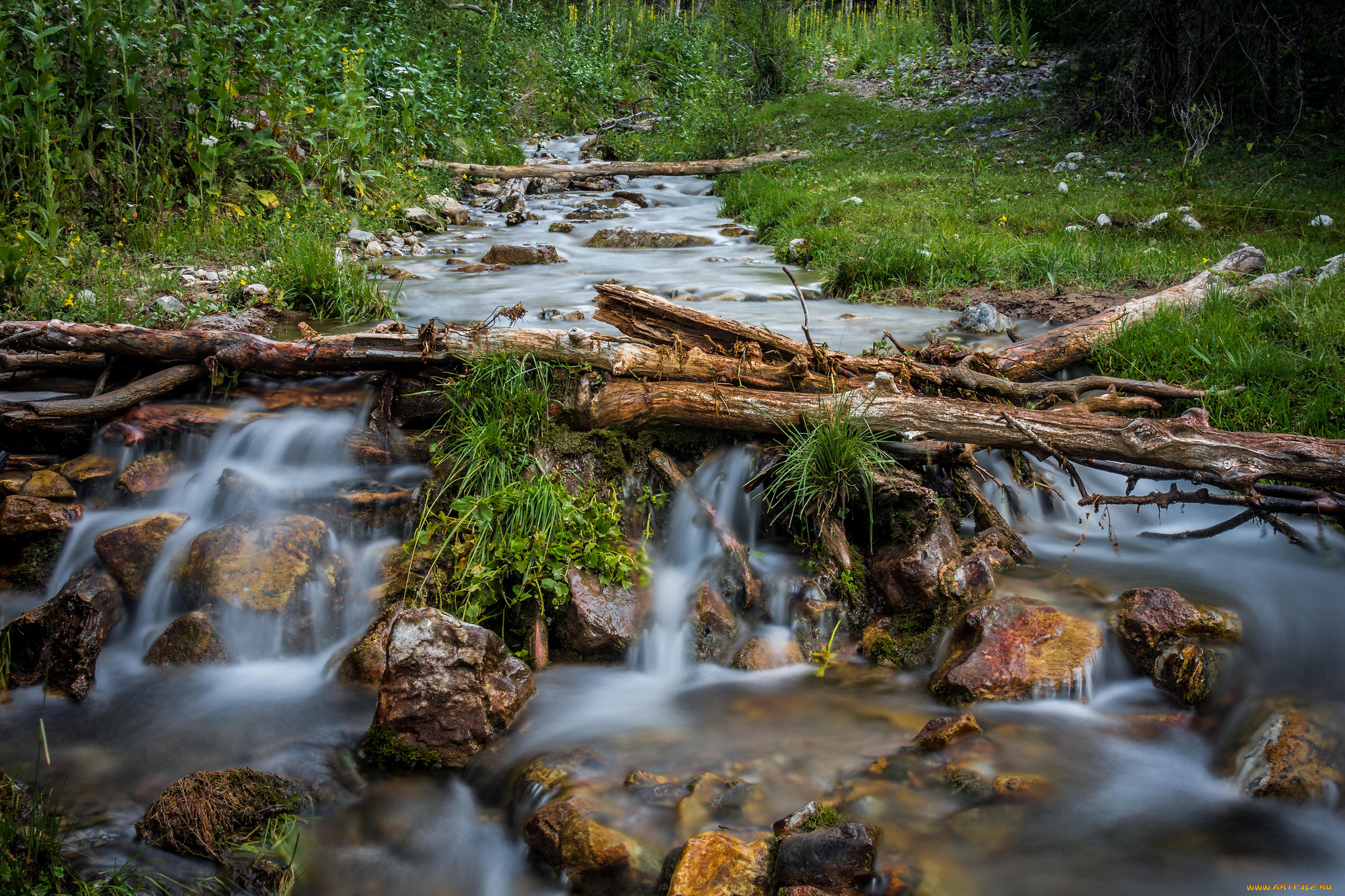 природа, реки, озера, лес, река