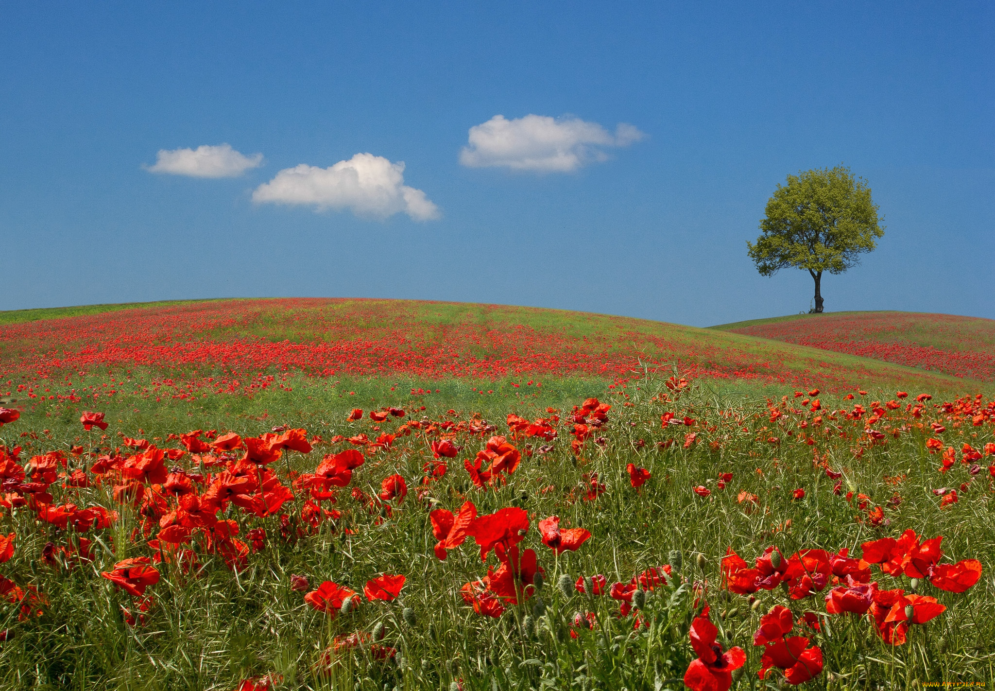 природа, луга, маки, небо, дерево