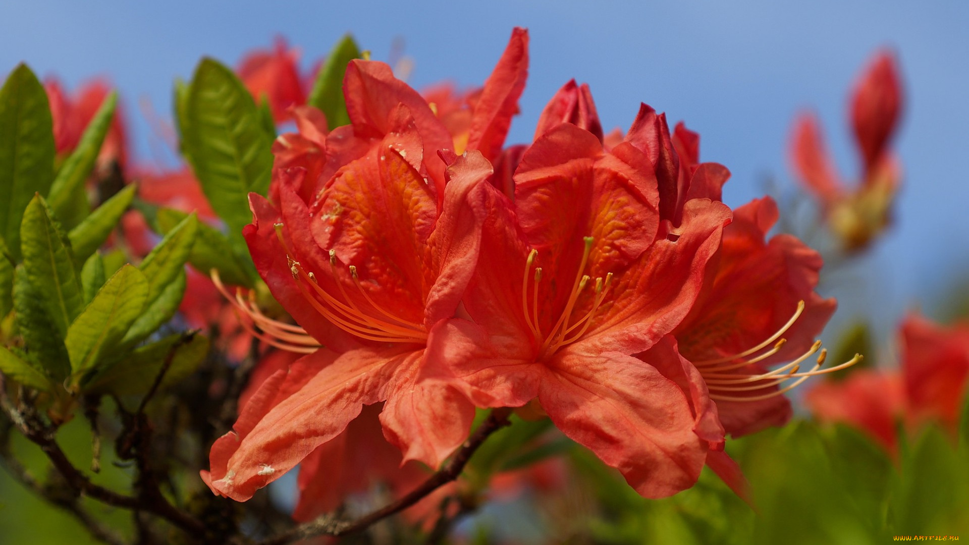 цветы, бугенвиллея, макро, оранжевые