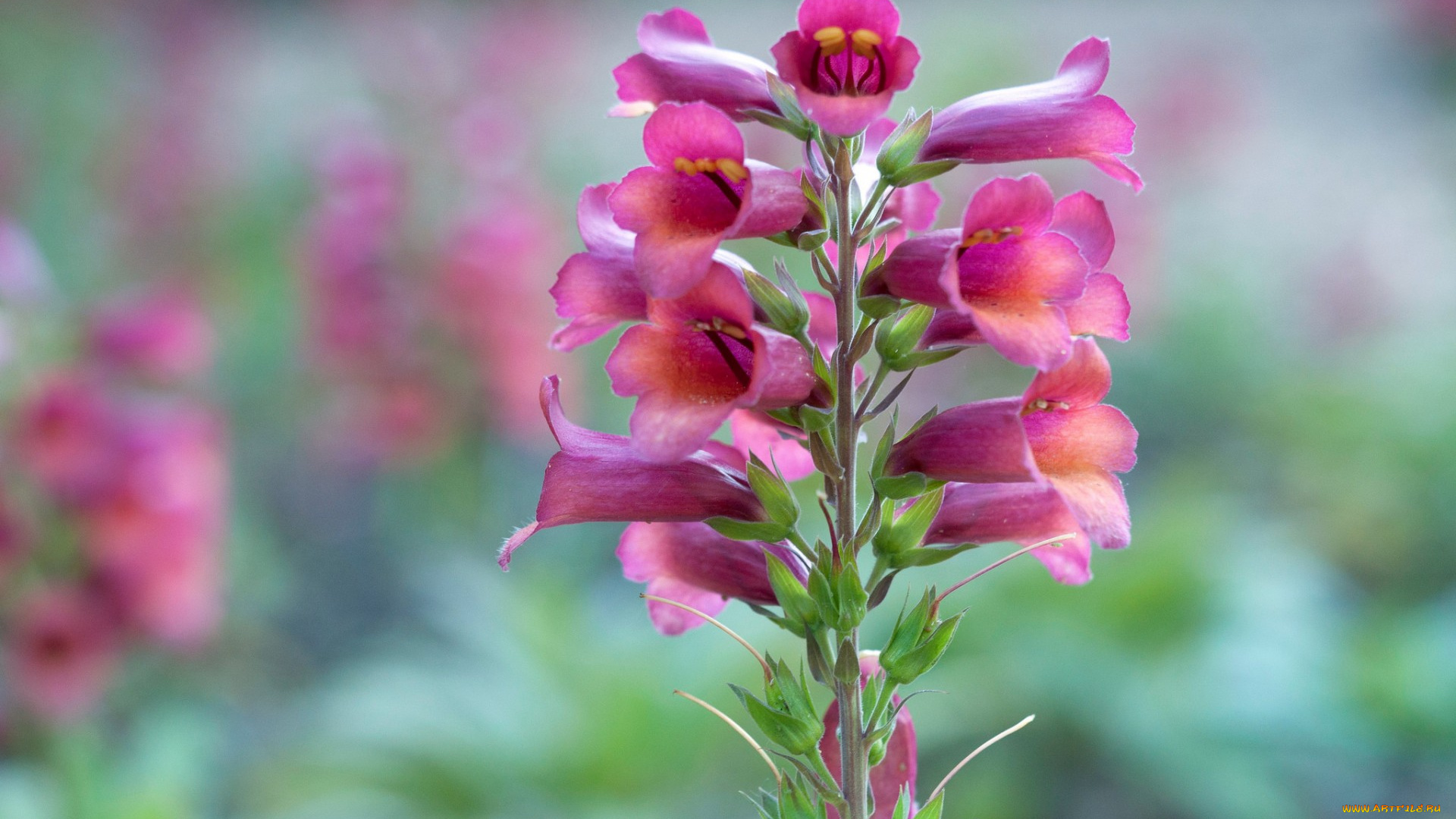 цветы, дигиталис, , наперстянка, соцветие, растение, стебель, лепестки