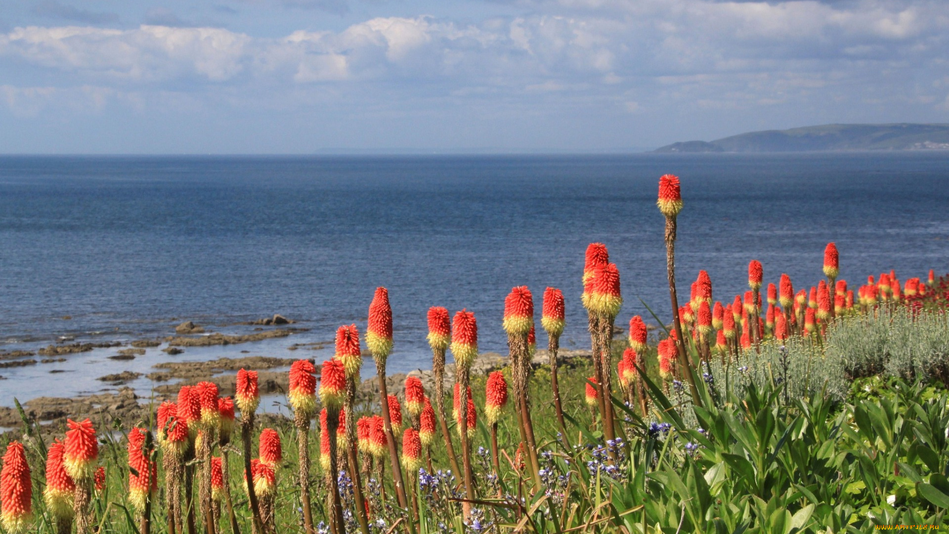 цветы, экзотика, берег, горы, море, небо