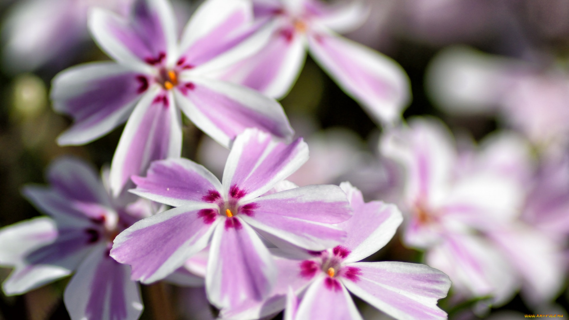 цветы, флоксы, макро, лепестки, соцветие, природа