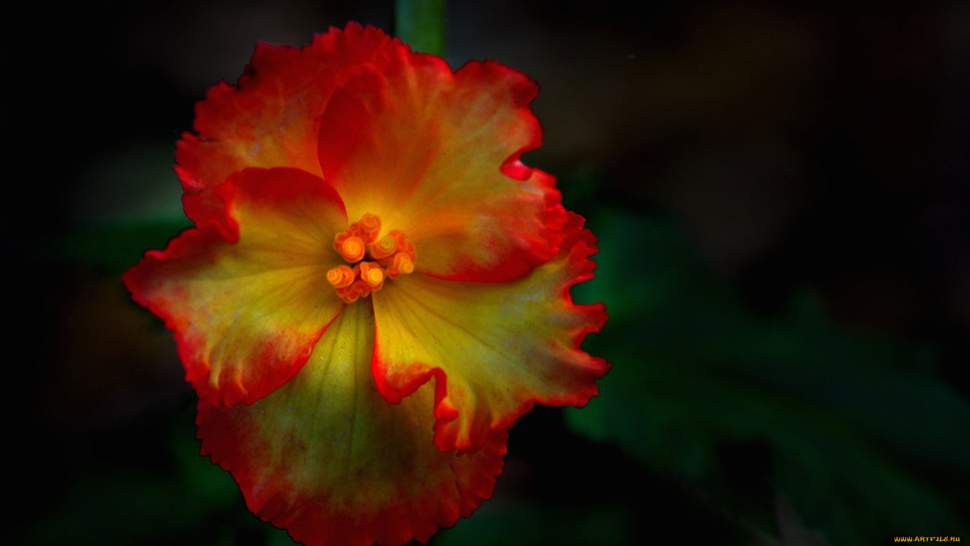 цветы, фон, лепестки, цветок, краски