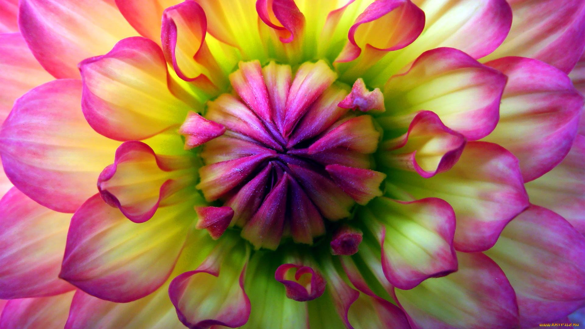 цветы, георгины, цветок, лепестки, краски