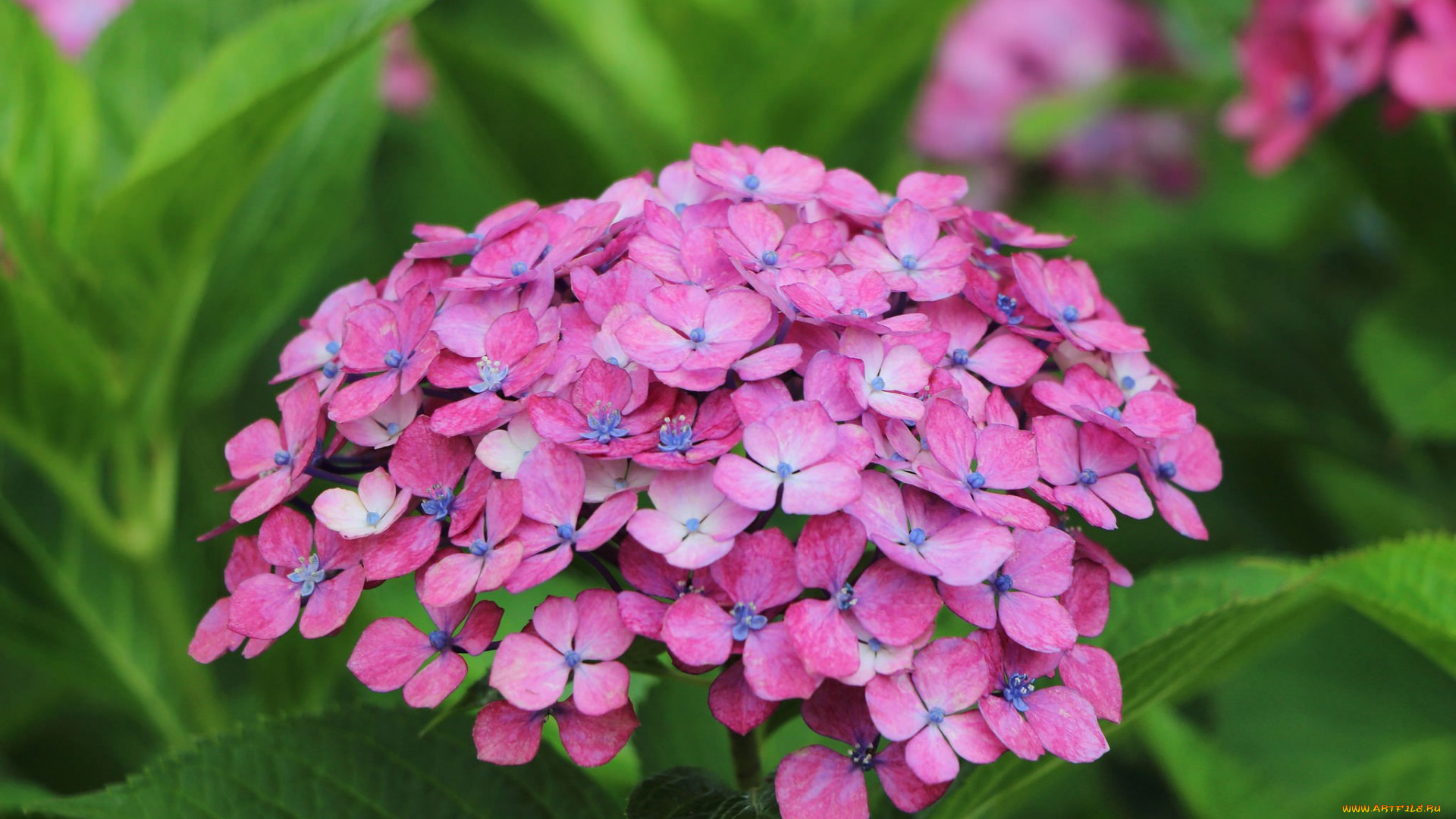 цветы, гортензия, природа, макро, лепестки, соцветие