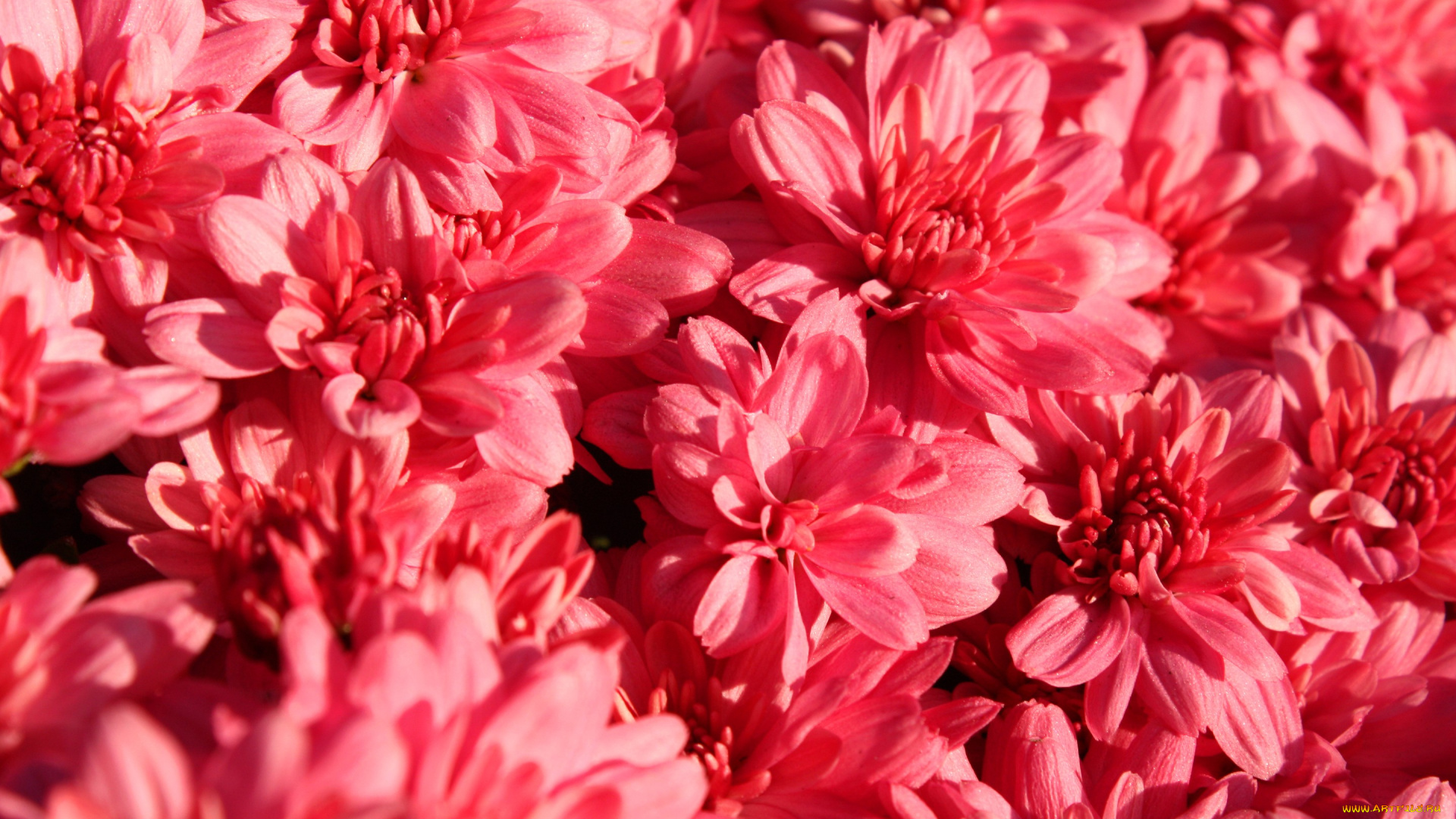 цветы, хризантемы, природа, текстура, лепестки, ковер