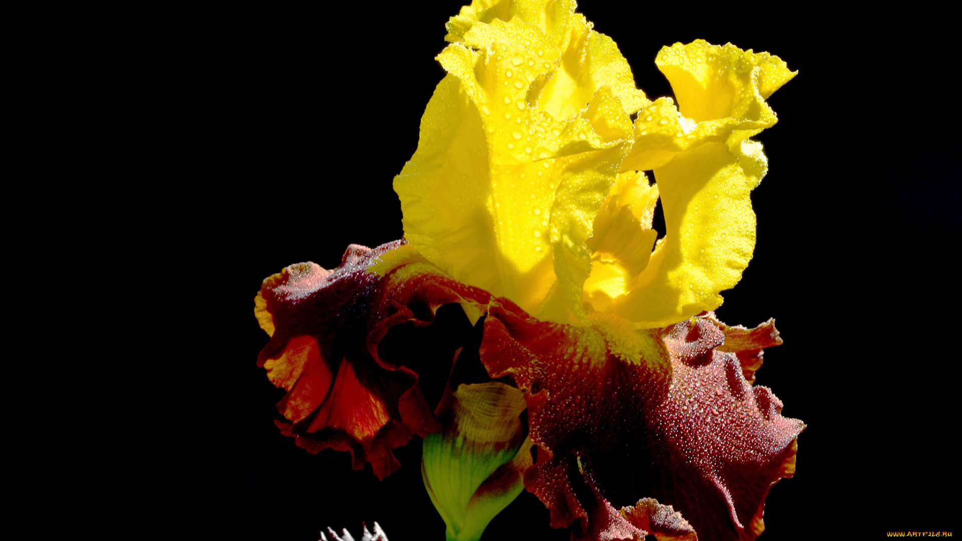 цветы, ирисы, капли, роса, краски, цветок, лепестки