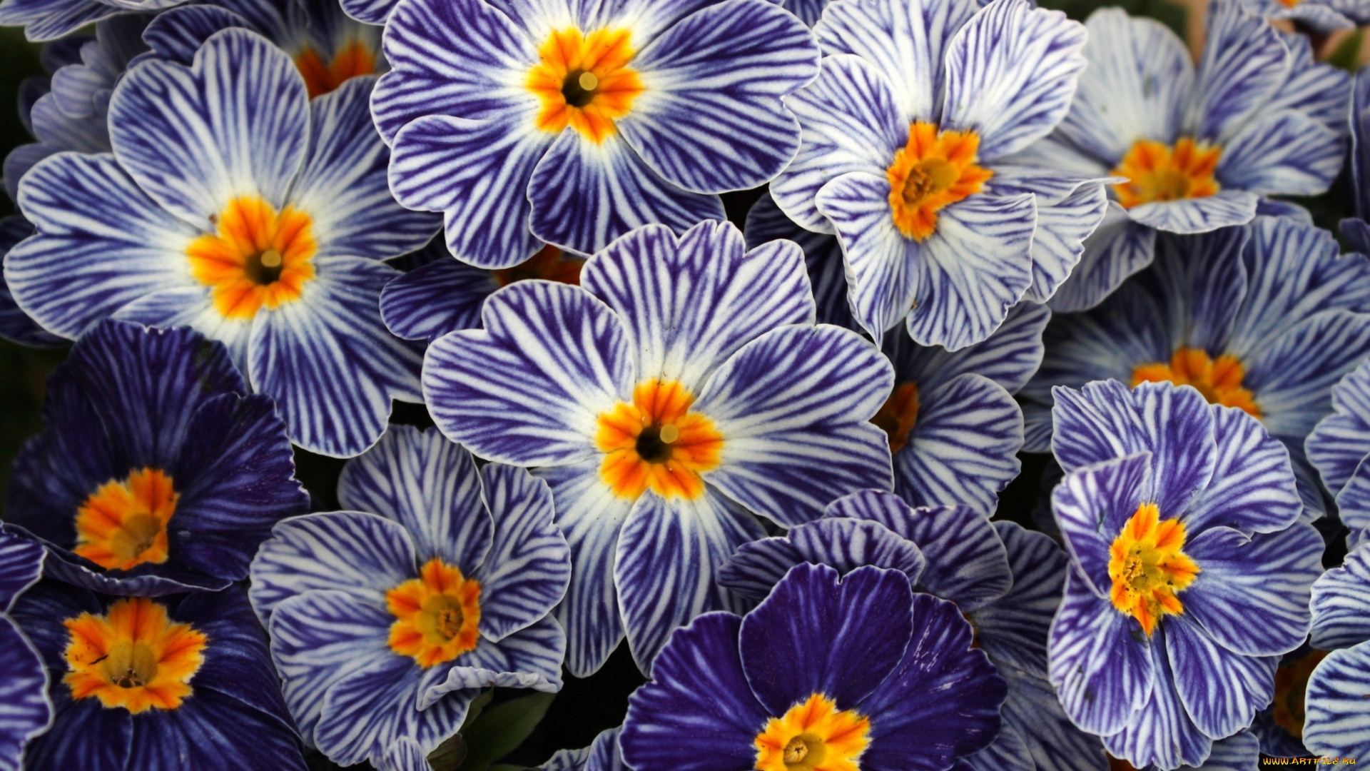 цветы, примулы, текстура, ковер, природа, лепестки