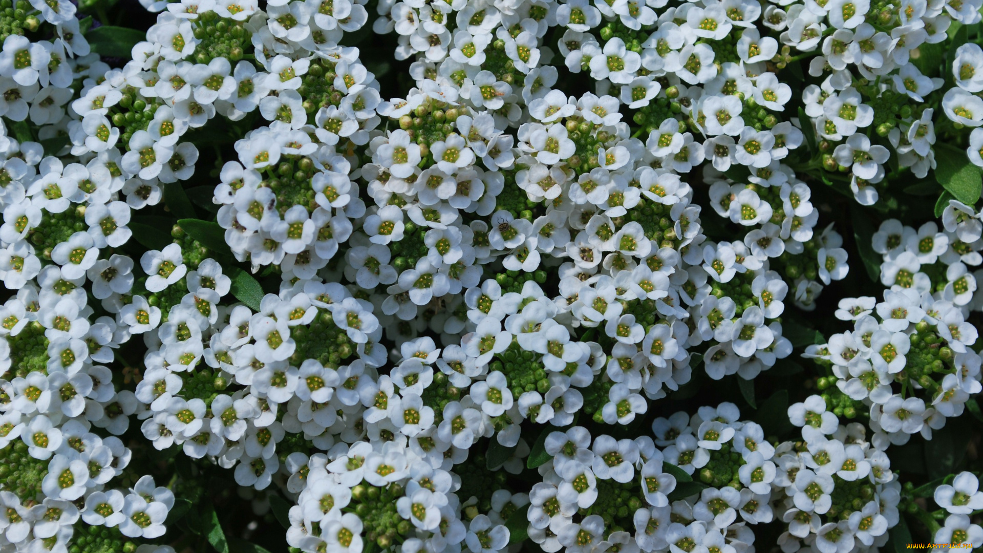 цветы, природа, ковер, трава, лепестки